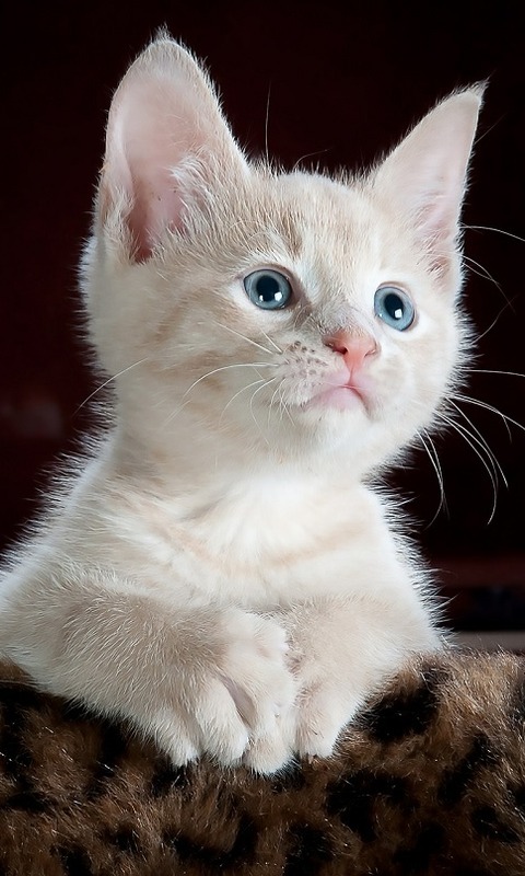 Download mobile wallpaper Cats, Cat, Kitten, Animal, Cute for free.