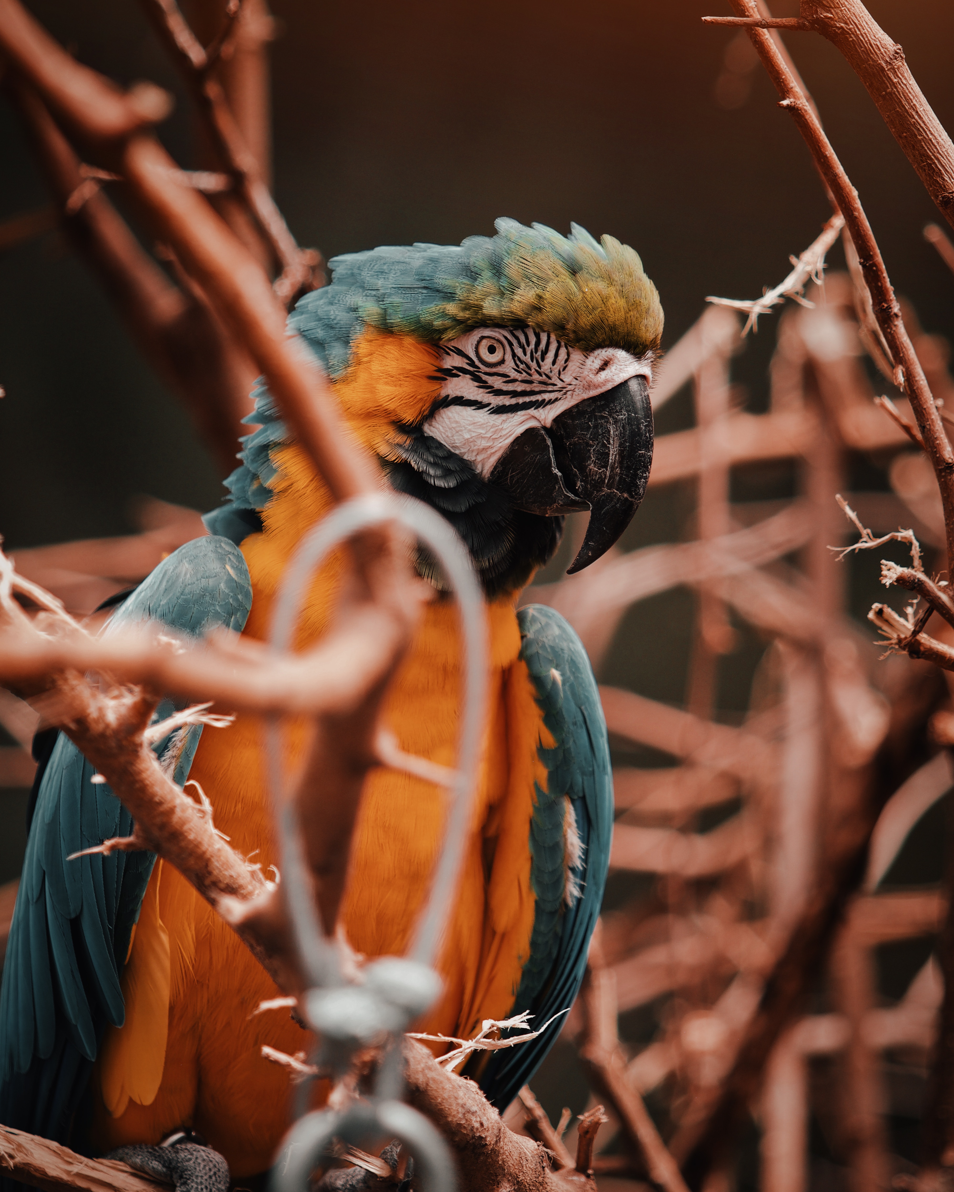 Free download wallpaper Bird, Multicolored, Motley, Branches, Macaw, Animals, Parrots on your PC desktop