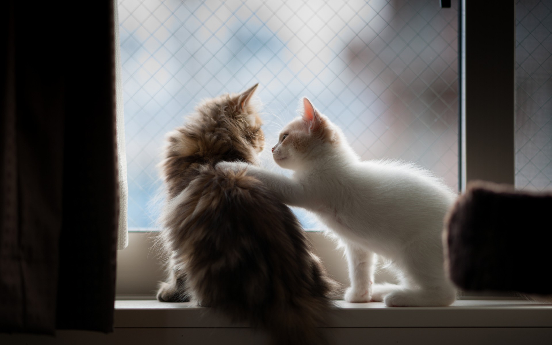 Téléchargez des papiers peints mobile Animaux, Chat gratuitement.