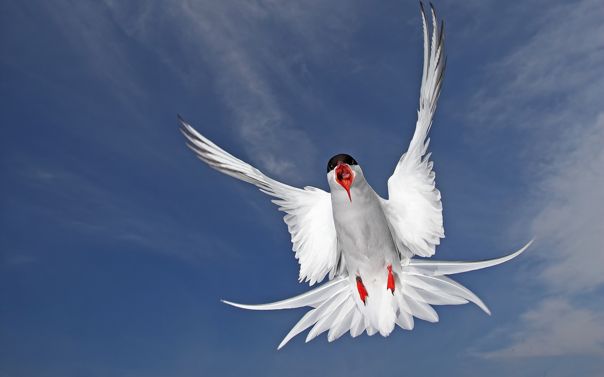 animals, birds, seagulls, blue wallpapers for tablet