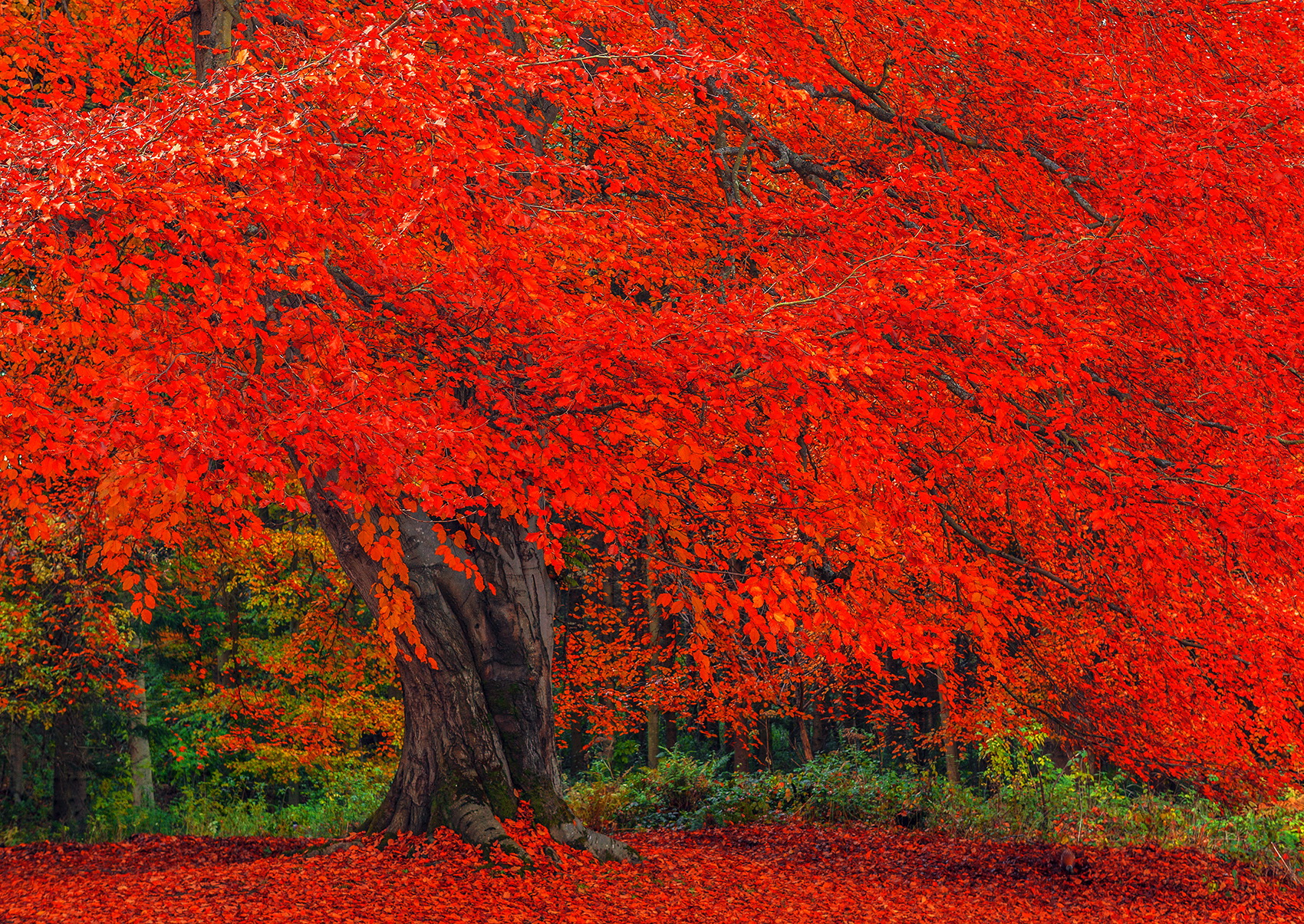 Handy-Wallpaper Herbst, Baum, Erde/natur kostenlos herunterladen.