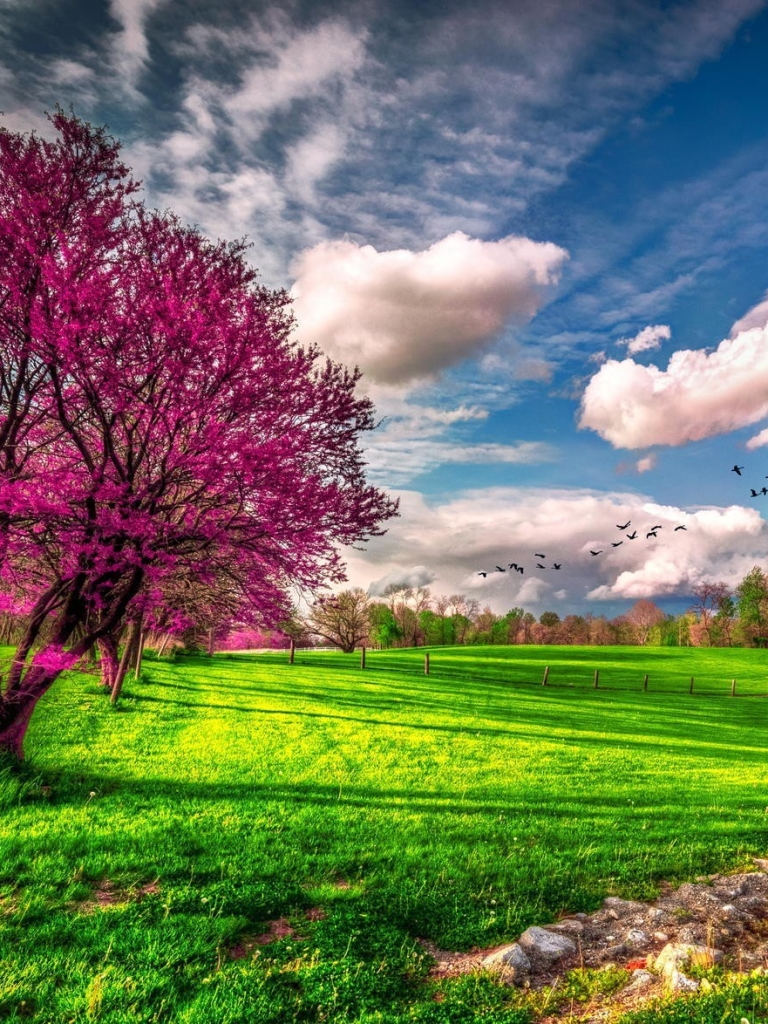 Скачать картинку Небо, Облака, Дерево, Дом, Весна, Облако, Цветущие, Цвести, Земля/природа в телефон бесплатно.
