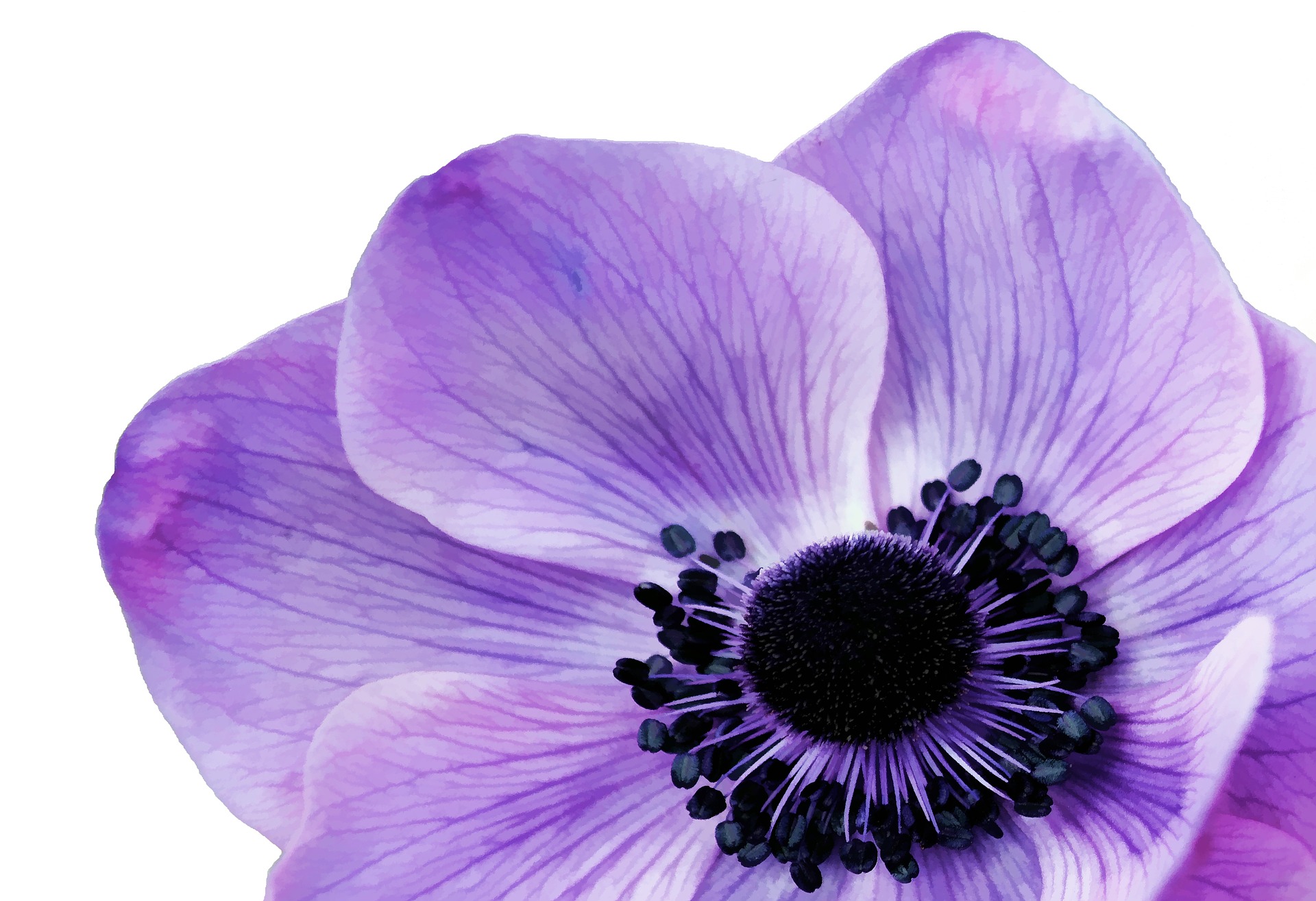 Free download wallpaper Flowers, Flower, Close Up, Earth, Purple Flower on your PC desktop