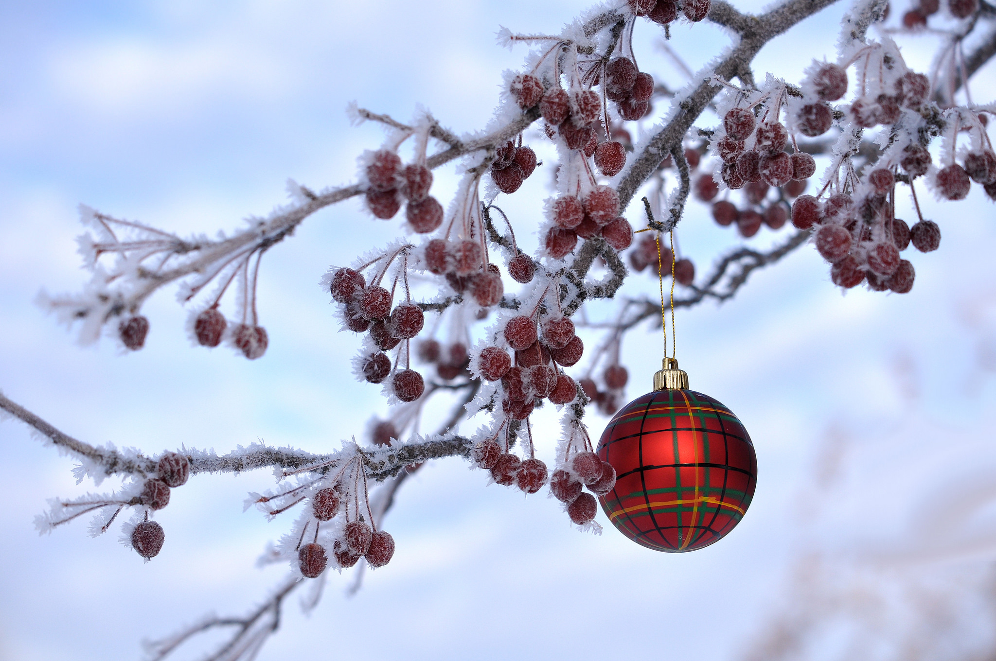 Download mobile wallpaper Christmas, Holiday, Frozen, Christmas Ornaments for free.