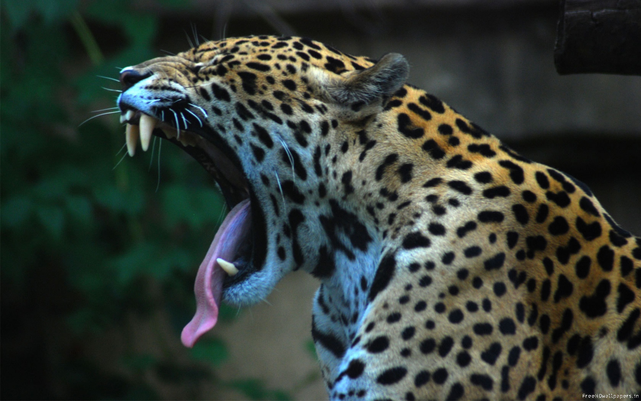 1436764 descargar fondo de pantalla animales, jaguar: protectores de pantalla e imágenes gratis