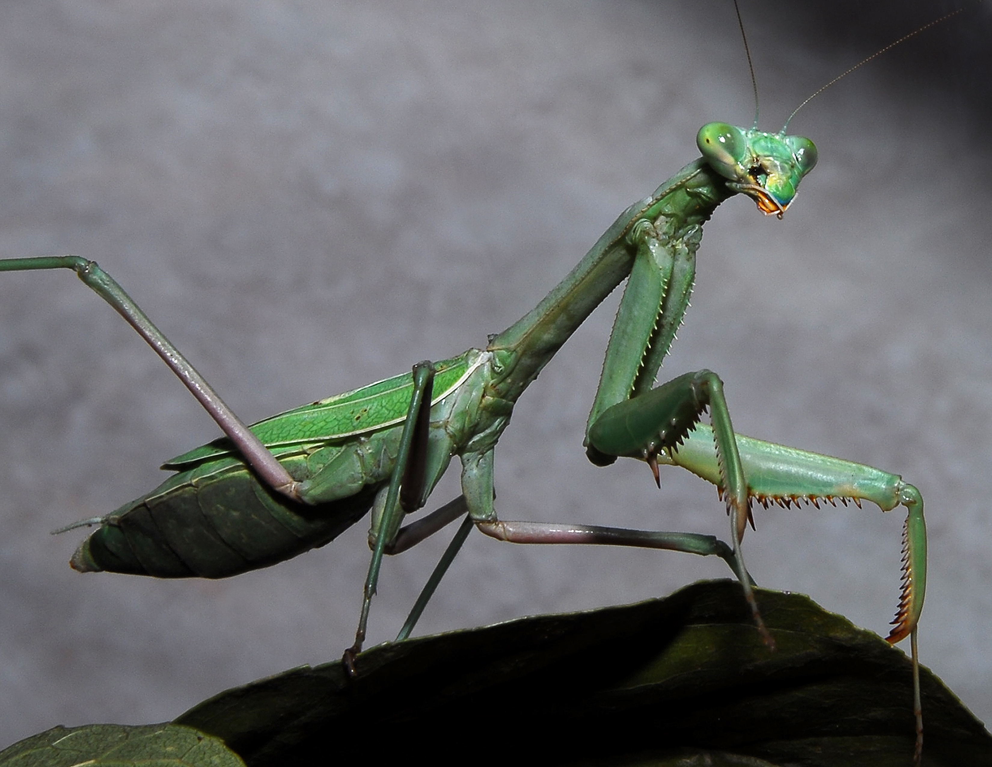 Free download wallpaper Insects, Animal, Praying Mantis on your PC desktop