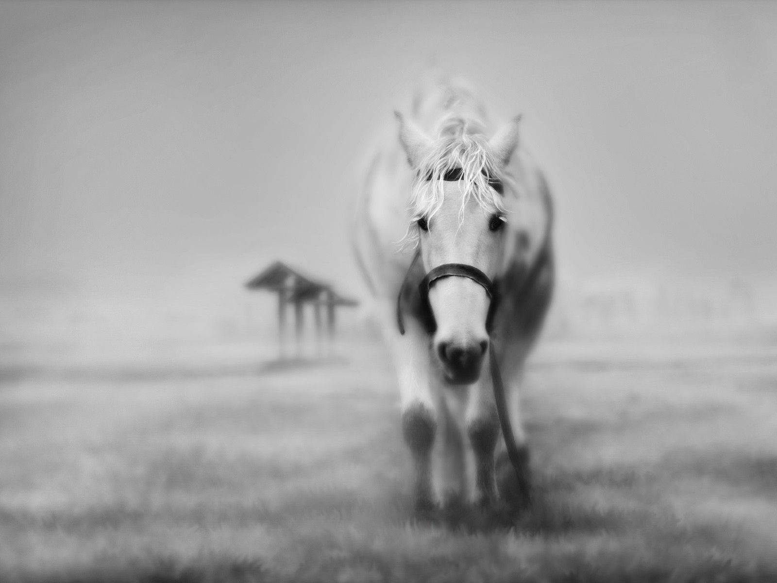 Free download wallpaper Grass, Muzzle, Bw, Animals, Chb, Horses on your PC desktop