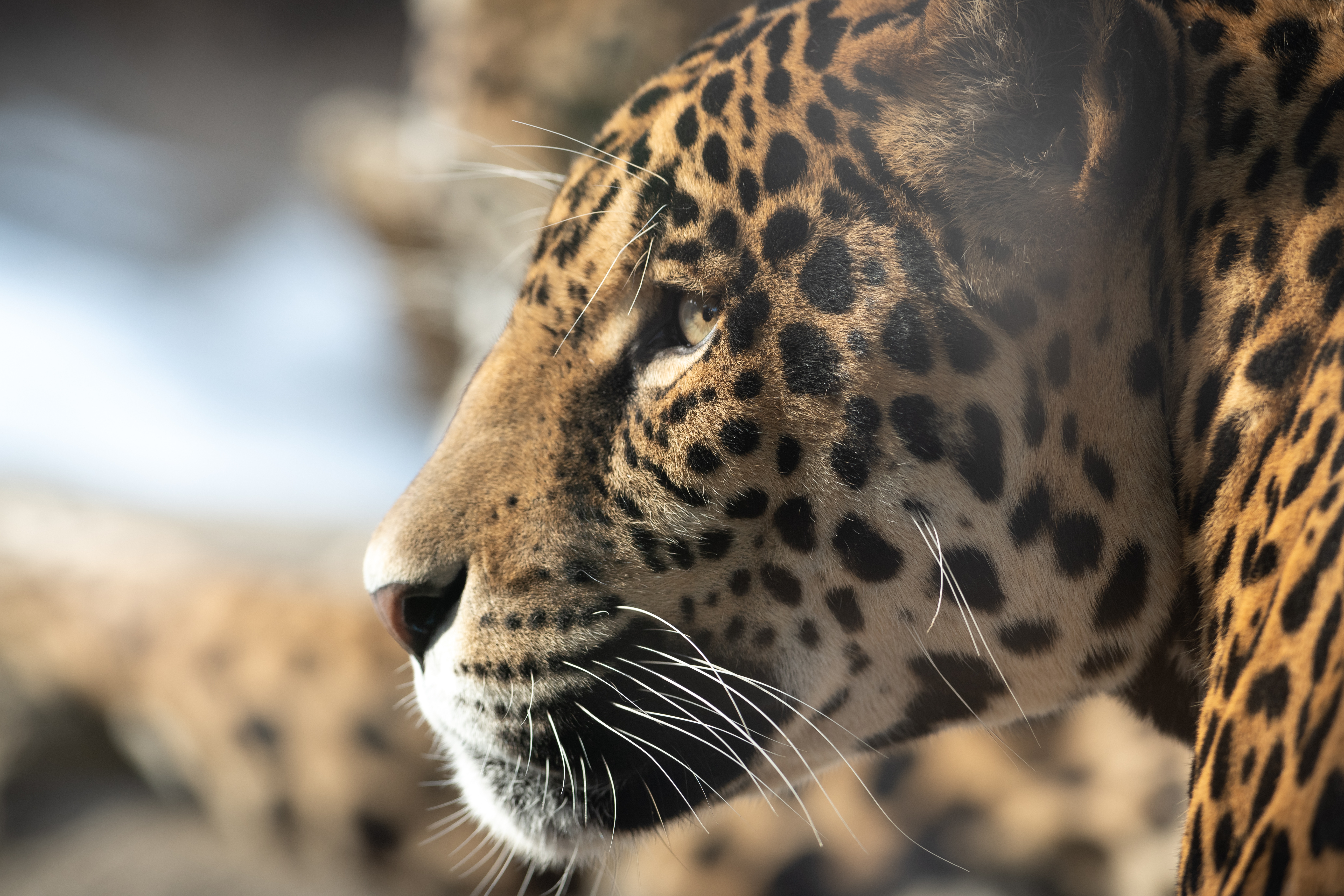 Descarga gratis la imagen Jaguar, Gato Grande, Perfil, Animales, Bozal, Visión, Opinión en el escritorio de tu PC