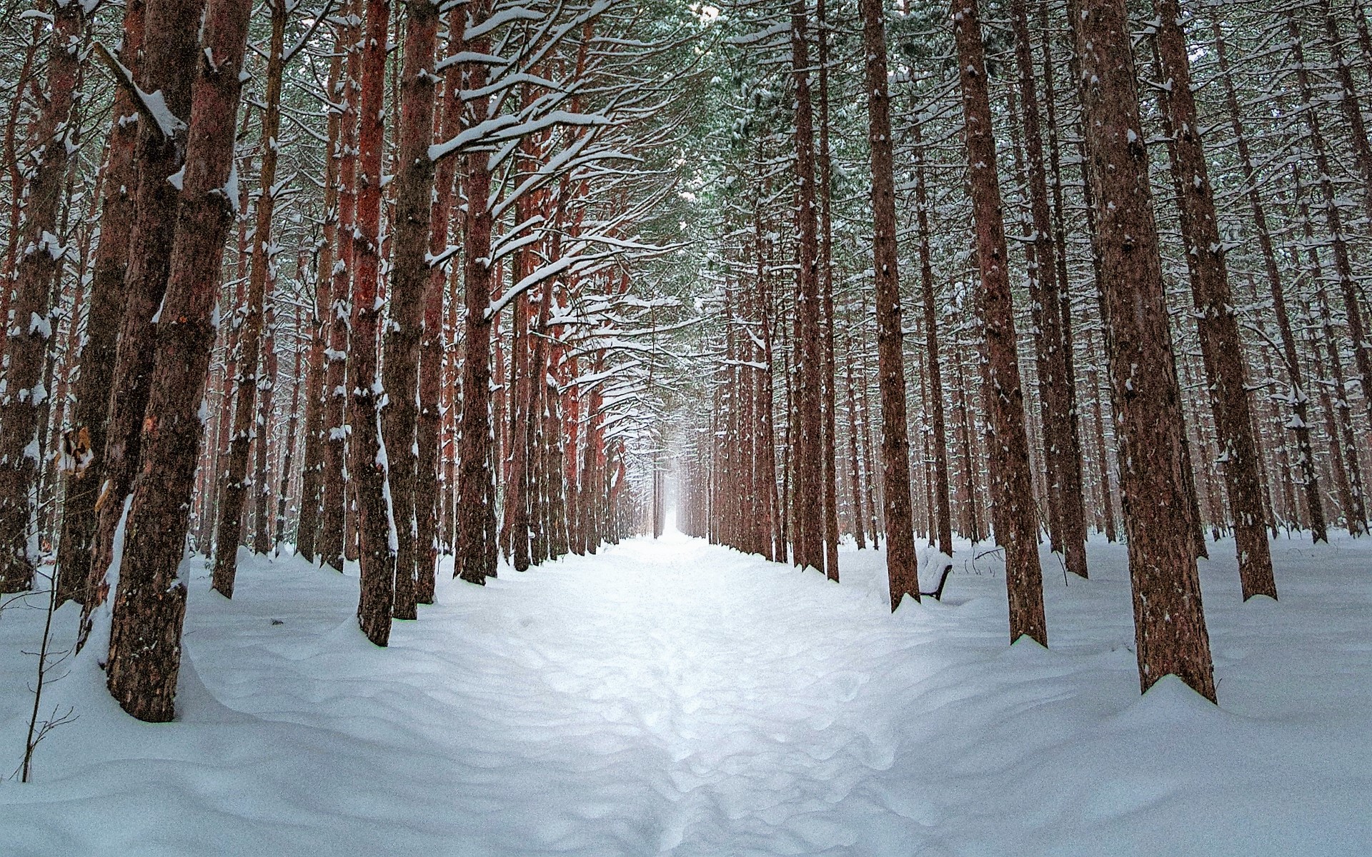 Скачать картинку Зима, Снег, Лес, Дорожка, Земля/природа в телефон бесплатно.