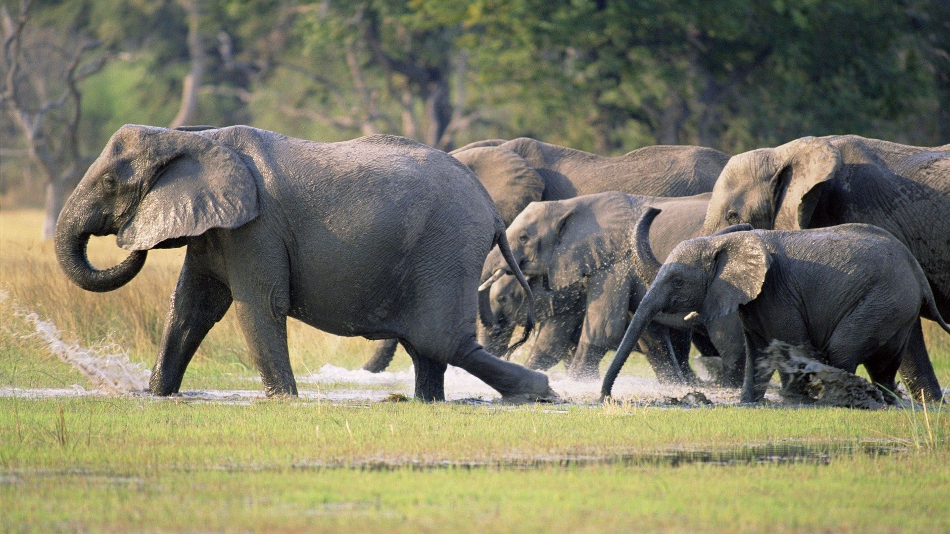 80144 скачать обои слоны, животные, трава, бежать, стадо, топот - заставки и картинки бесплатно