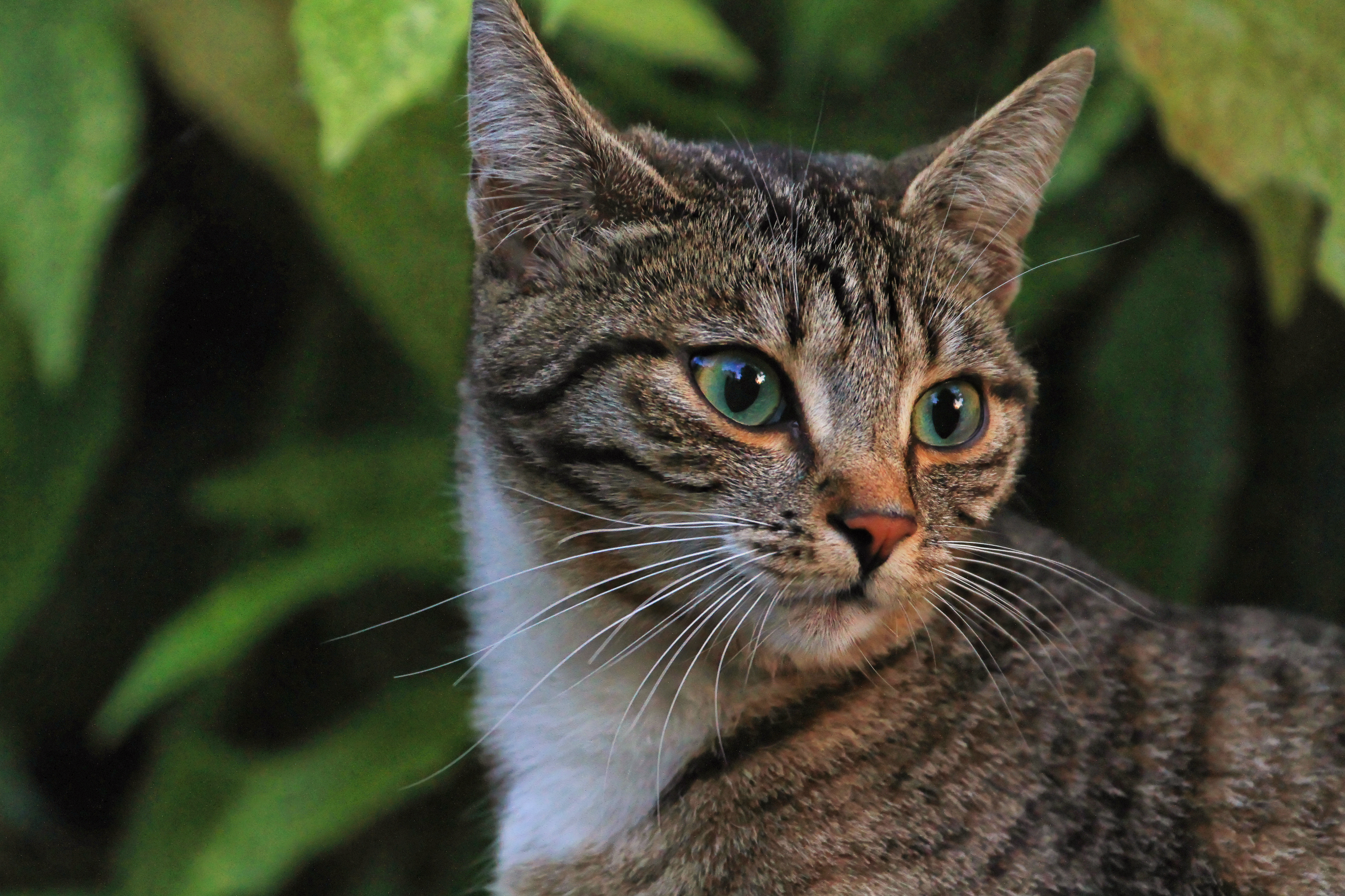 Download mobile wallpaper Cats, Macro, Cat, Animal, Bokeh for free.