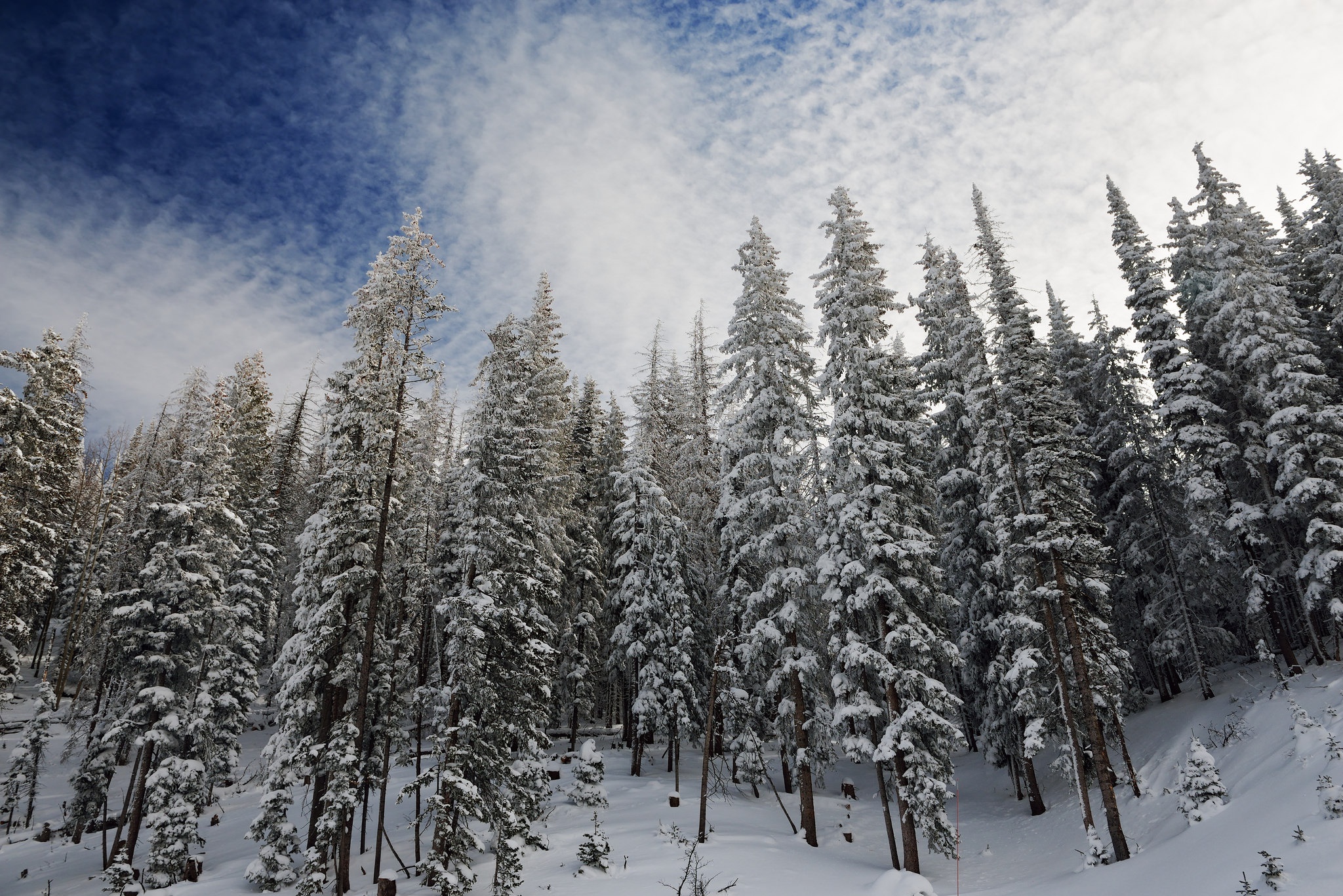 Descarga gratuita de fondo de pantalla para móvil de Invierno, Naturaleza, Nieve, Bosque, Árbol, Tierra/naturaleza.