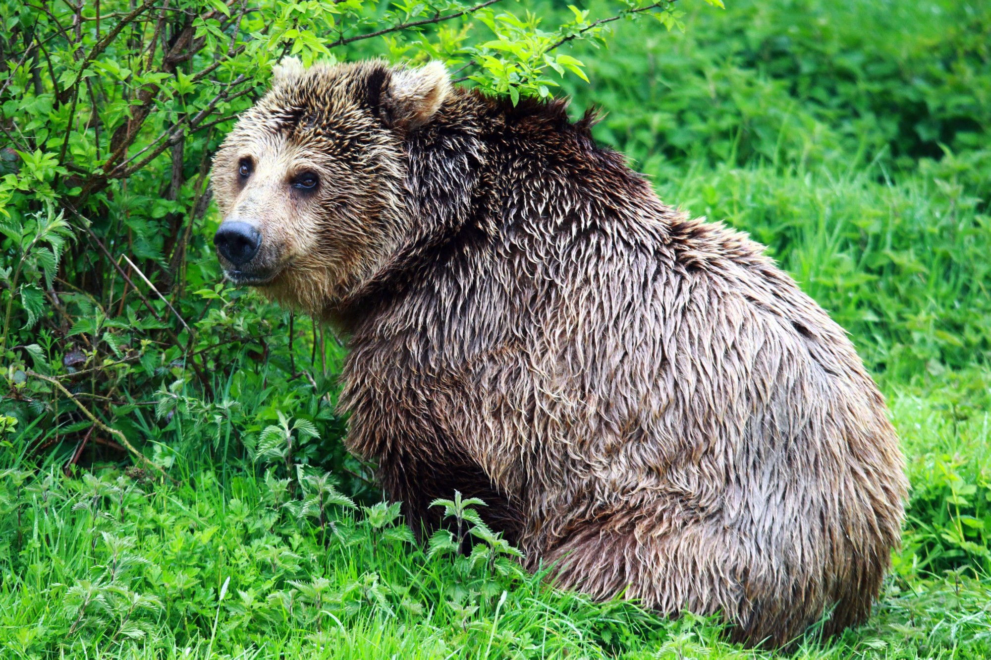 Baixar papel de parede para celular de Ursos, Urso, Animais gratuito.