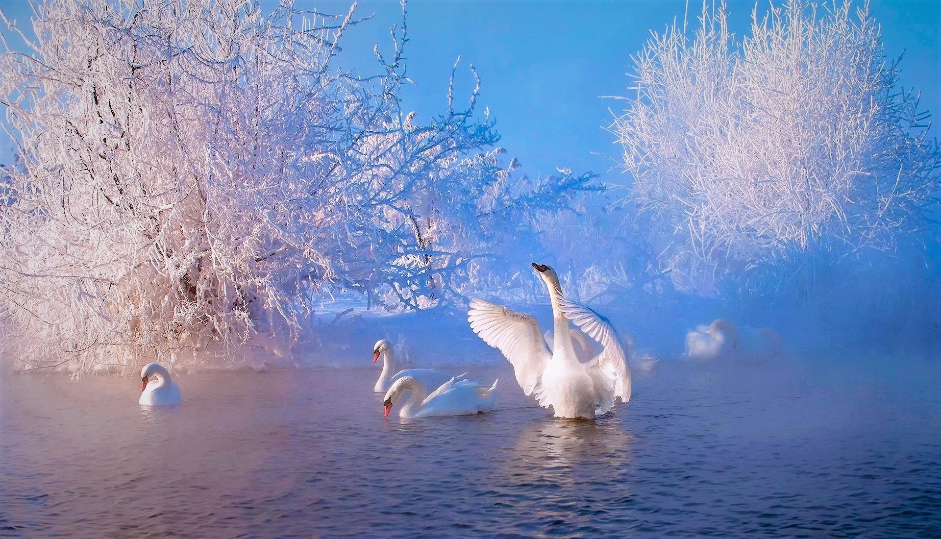 Download mobile wallpaper Winter, Birds, Snow, Lake, Animal, Swan for free.