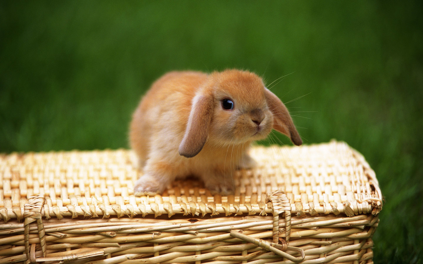 38675 Bild herunterladen kaninchen, tiere - Hintergrundbilder und Bildschirmschoner kostenlos