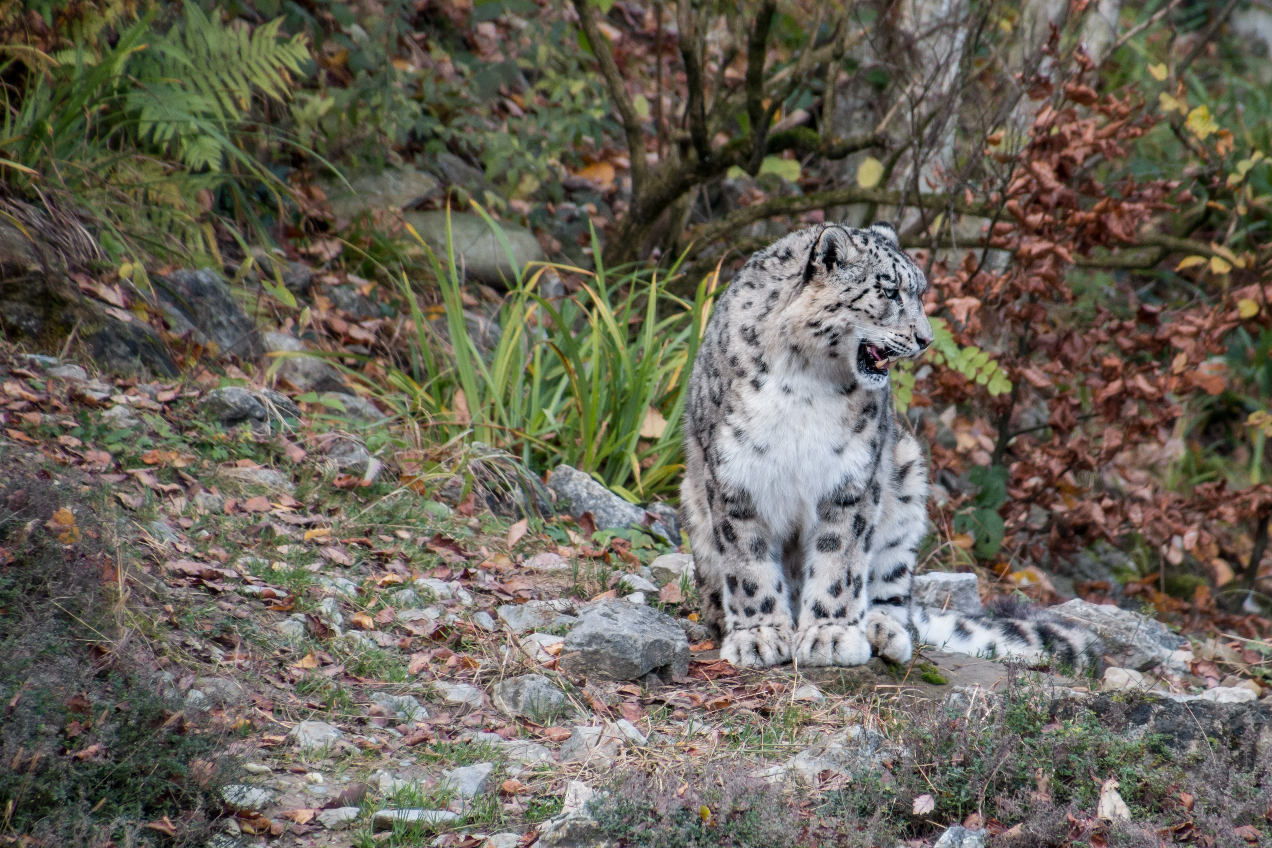 119525 télécharger l'image prédateur, snow leopard, animaux, sourire, irbis - fonds d'écran et économiseurs d'écran gratuits