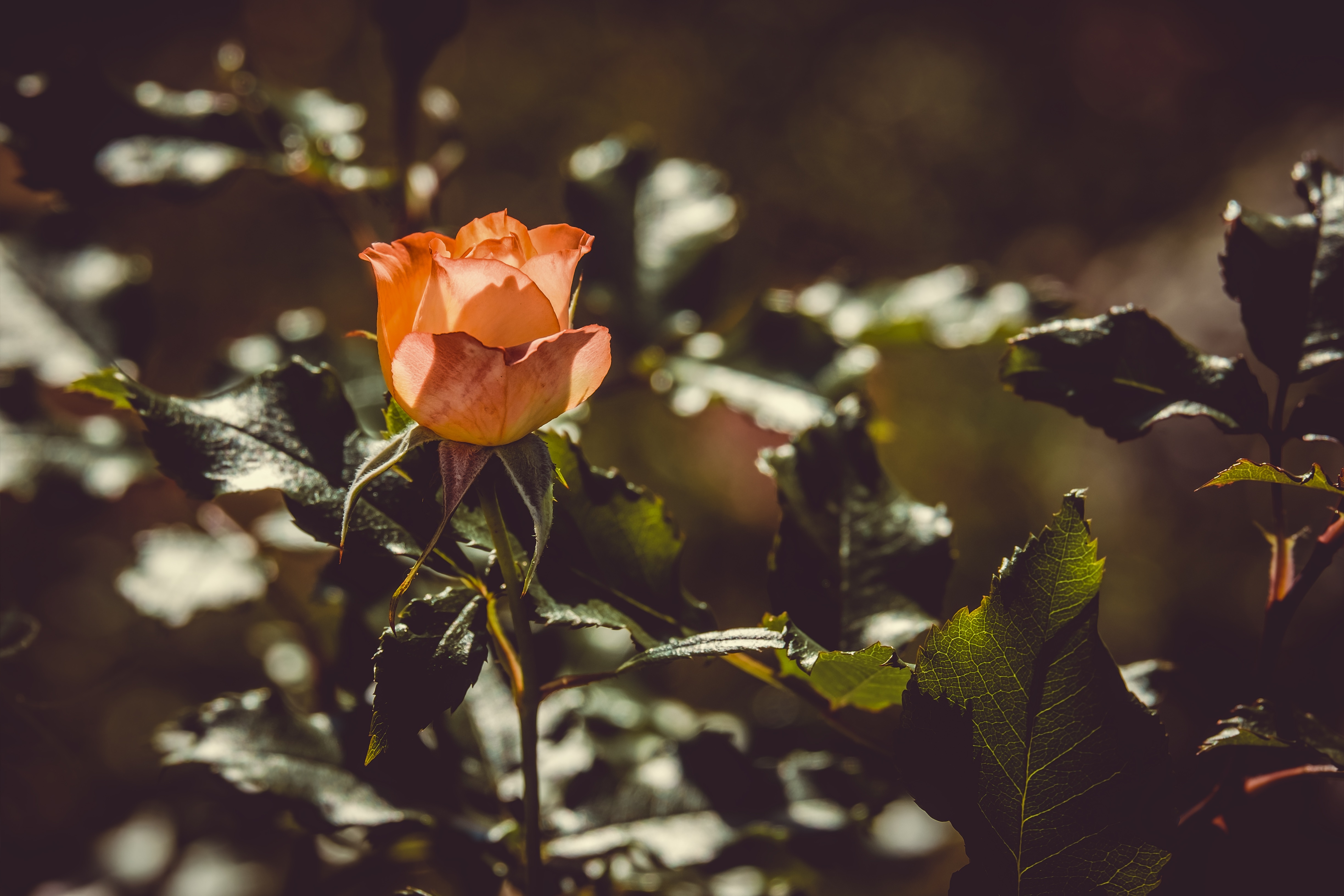 rose, rose flower, flowers, bush, bud, sunlight Full HD