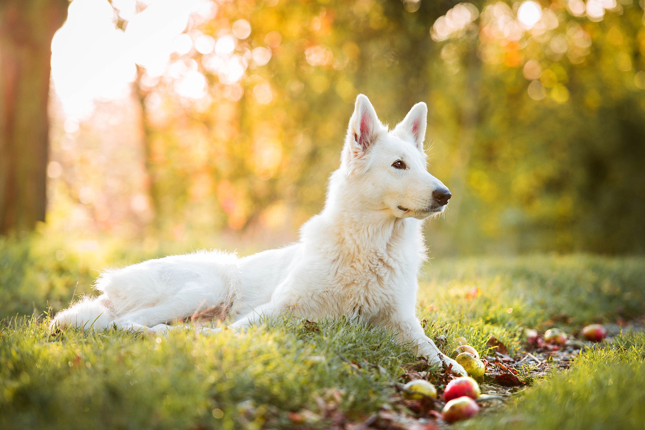 919144 descargar imagen animales, pastor blanco suizo, perro: fondos de pantalla y protectores de pantalla gratis