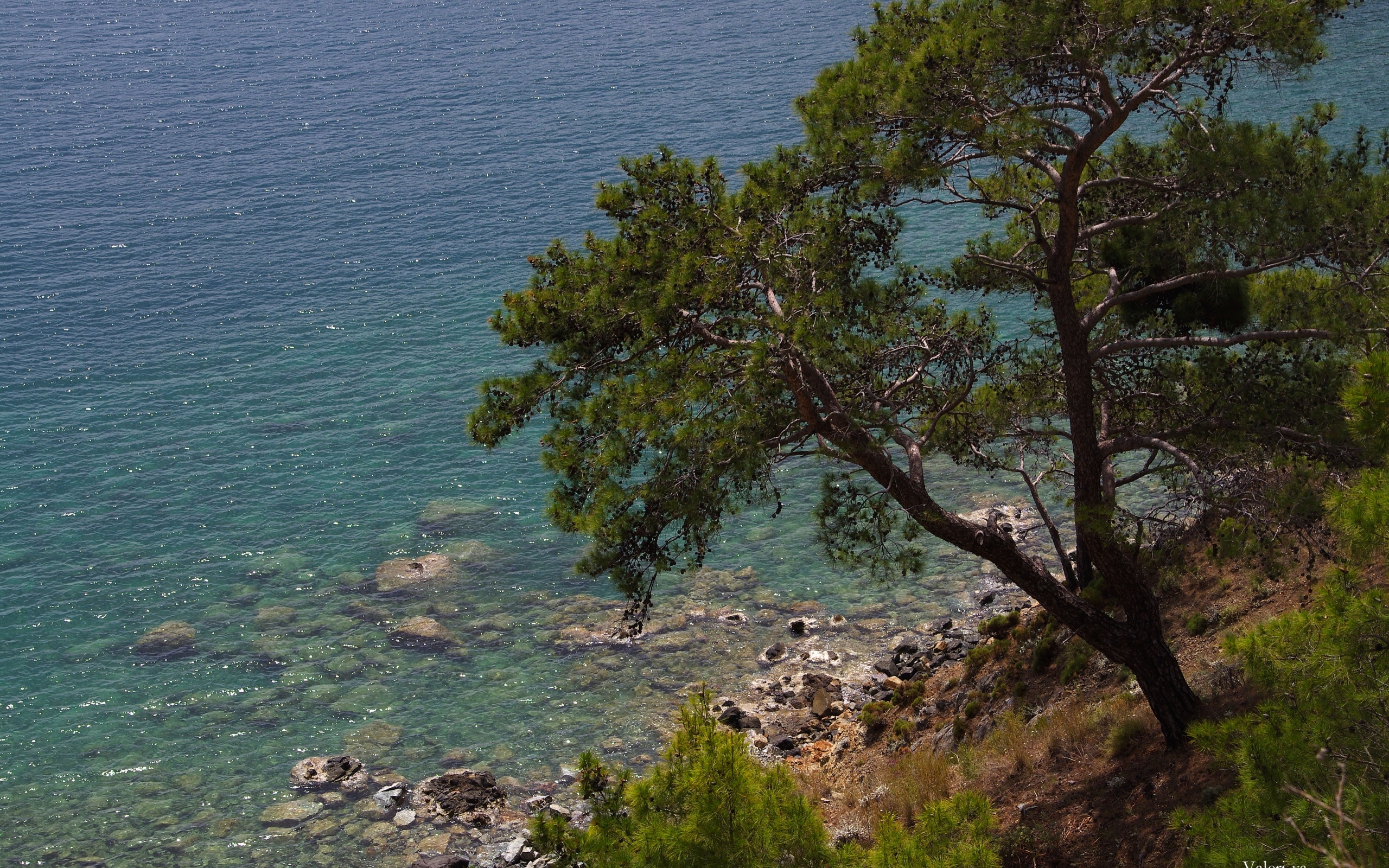 Laden Sie das Landschaft, Sea, Bäume-Bild kostenlos auf Ihren PC-Desktop herunter