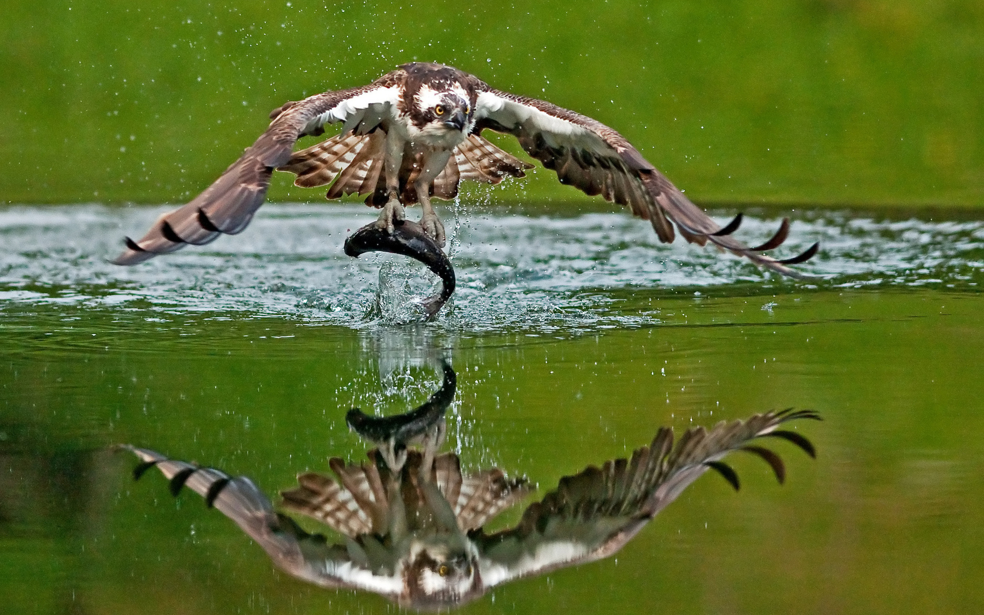animal, falcon, bird, fish, reflection, water, birds