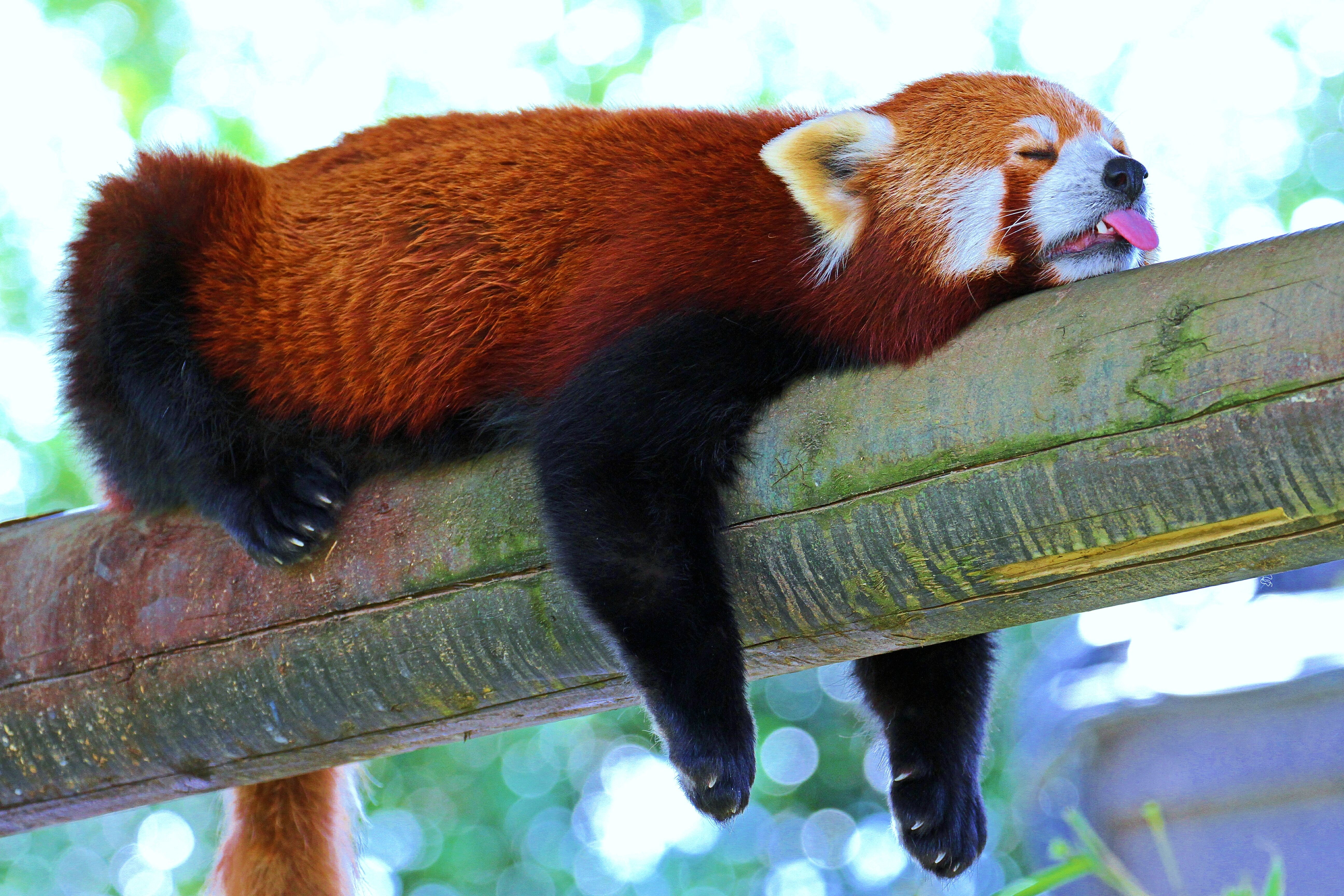 60324 descargar imagen animales, rama, relajación, reposo, dormir, soñar, panda, panda rojo, pequeño panda, panda pequeño: fondos de pantalla y protectores de pantalla gratis