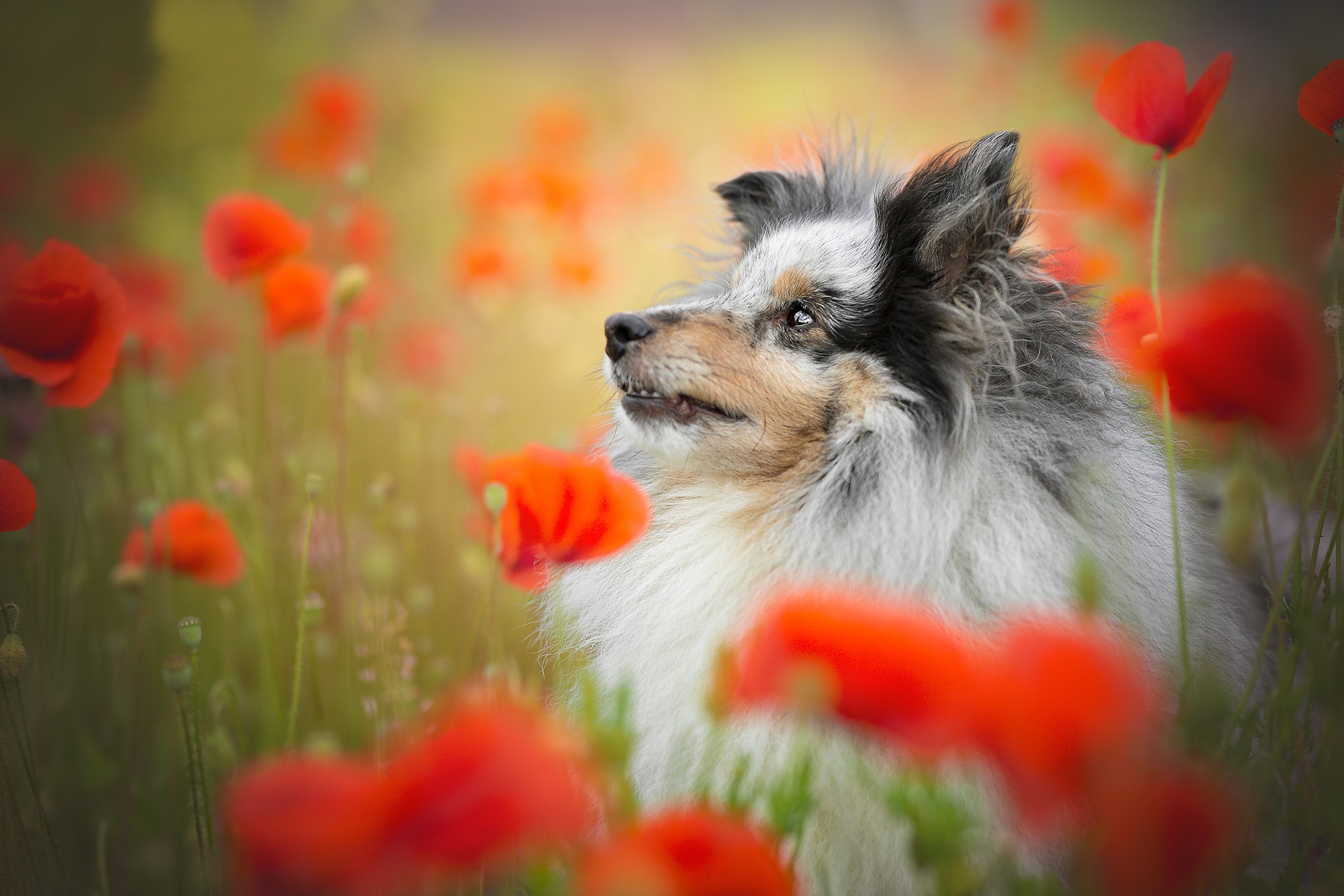 PCデスクトップに動物, ポピー, 花, 犬, 赤い花, シェットランド・シープドッグ画像を無料でダウンロード