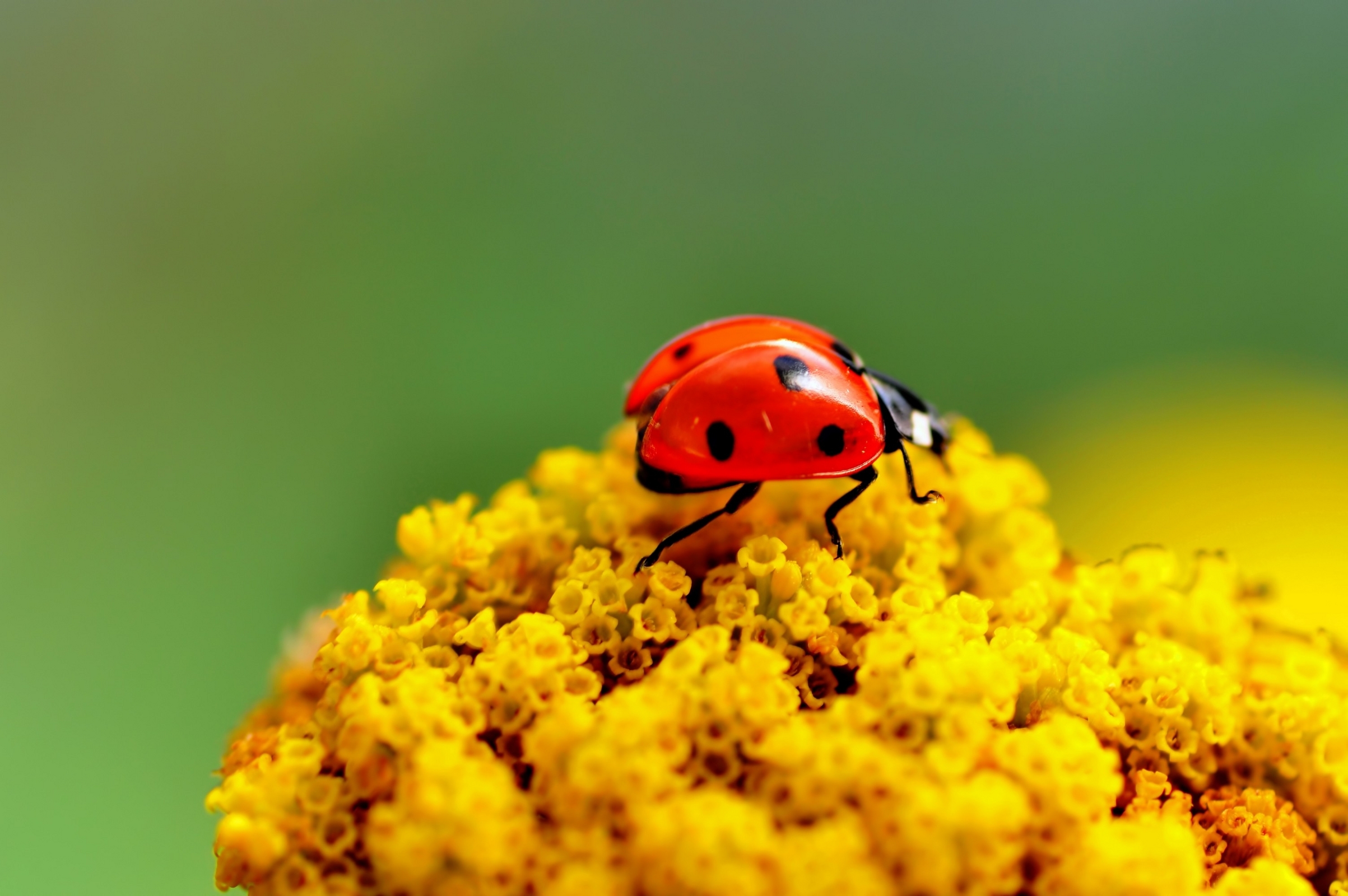 New Lock Screen Wallpapers insects, ladybugs