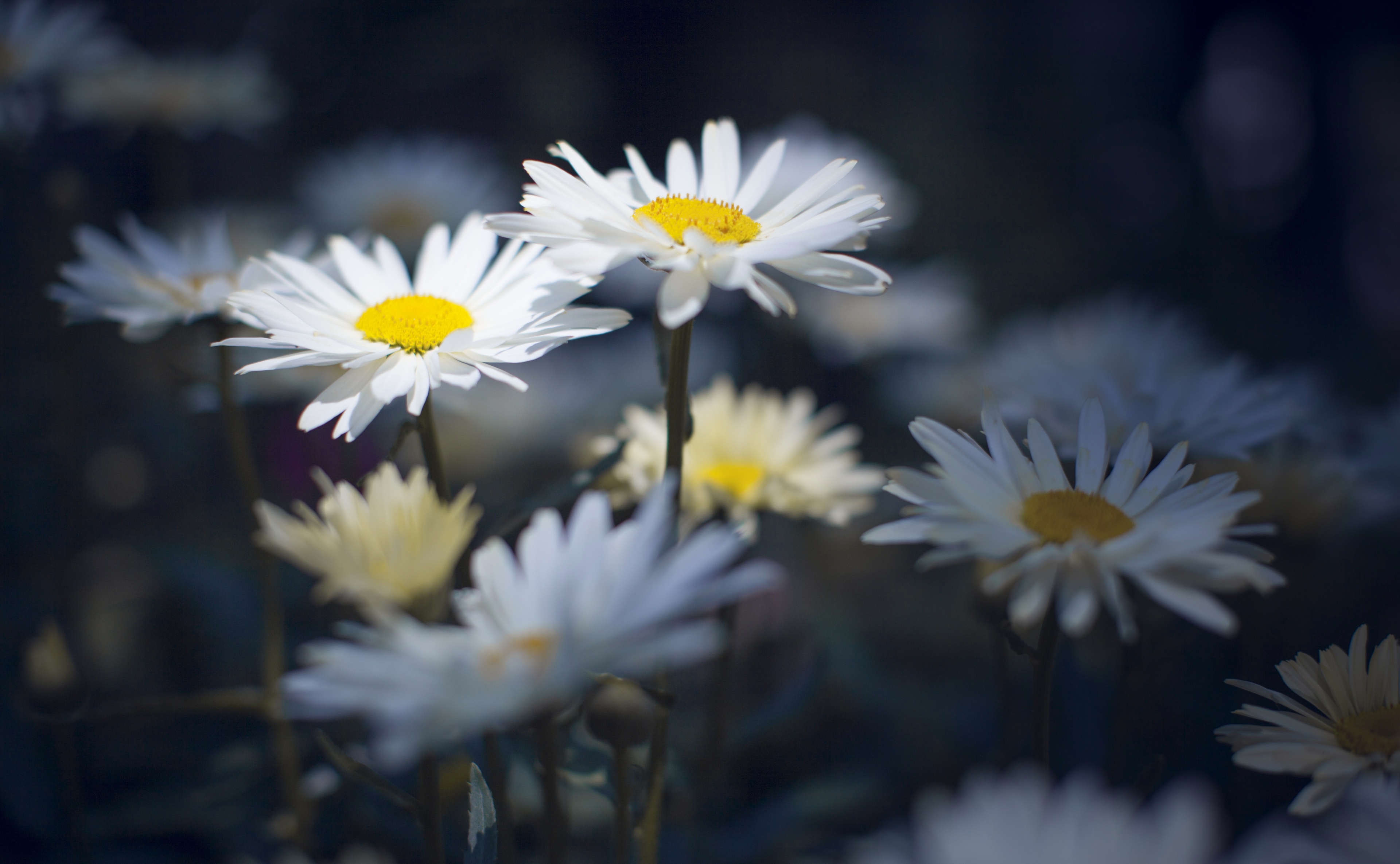 Baixe gratuitamente a imagem Natureza, Flores, Flor, Margarida, Flor Branca, Terra/natureza na área de trabalho do seu PC