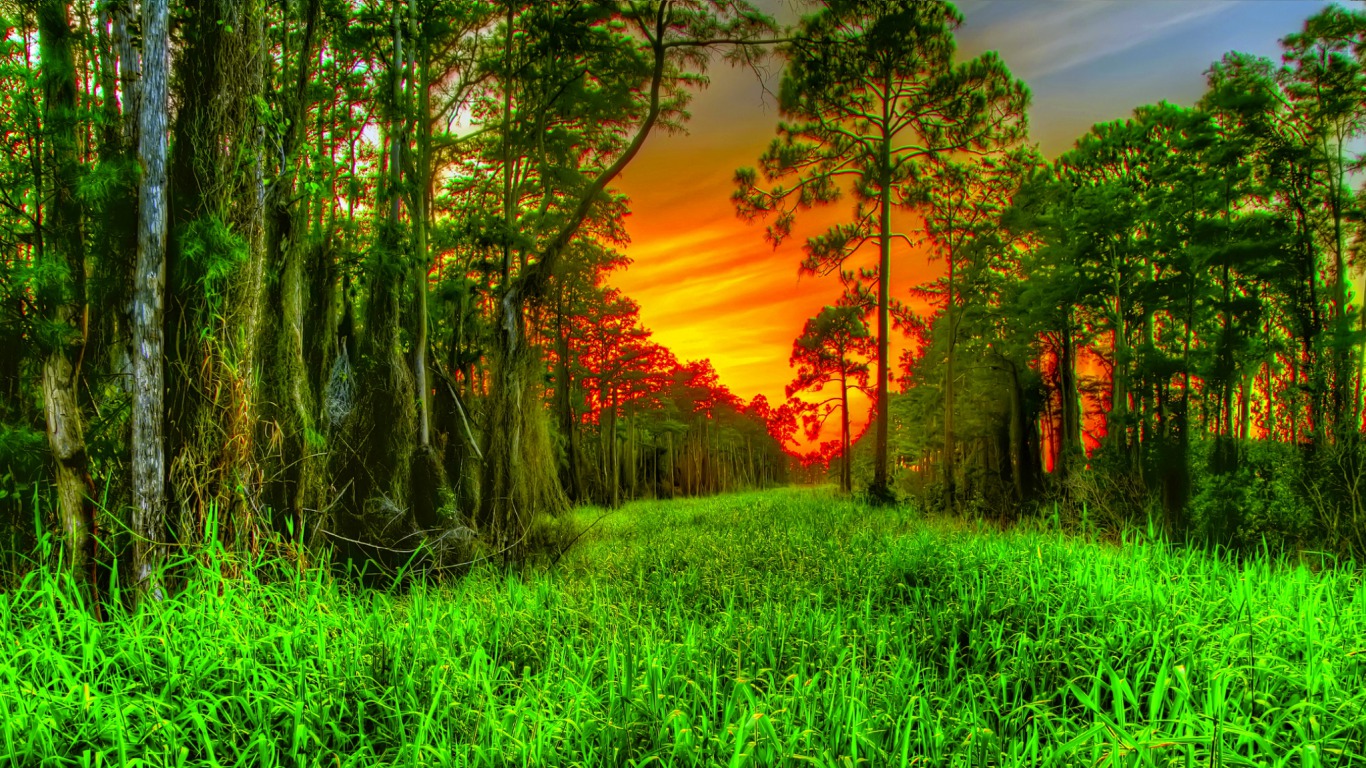Free download wallpaper Sunset, Forest, Earth on your PC desktop
