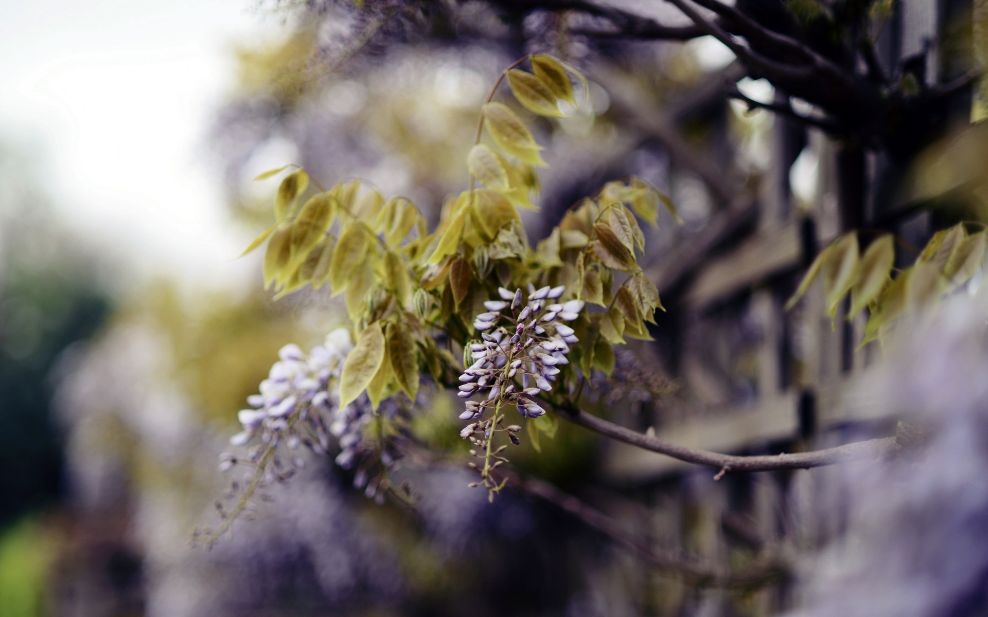 Download mobile wallpaper Branch, Macro, Flowers, Nature, Flower, Earth for free.