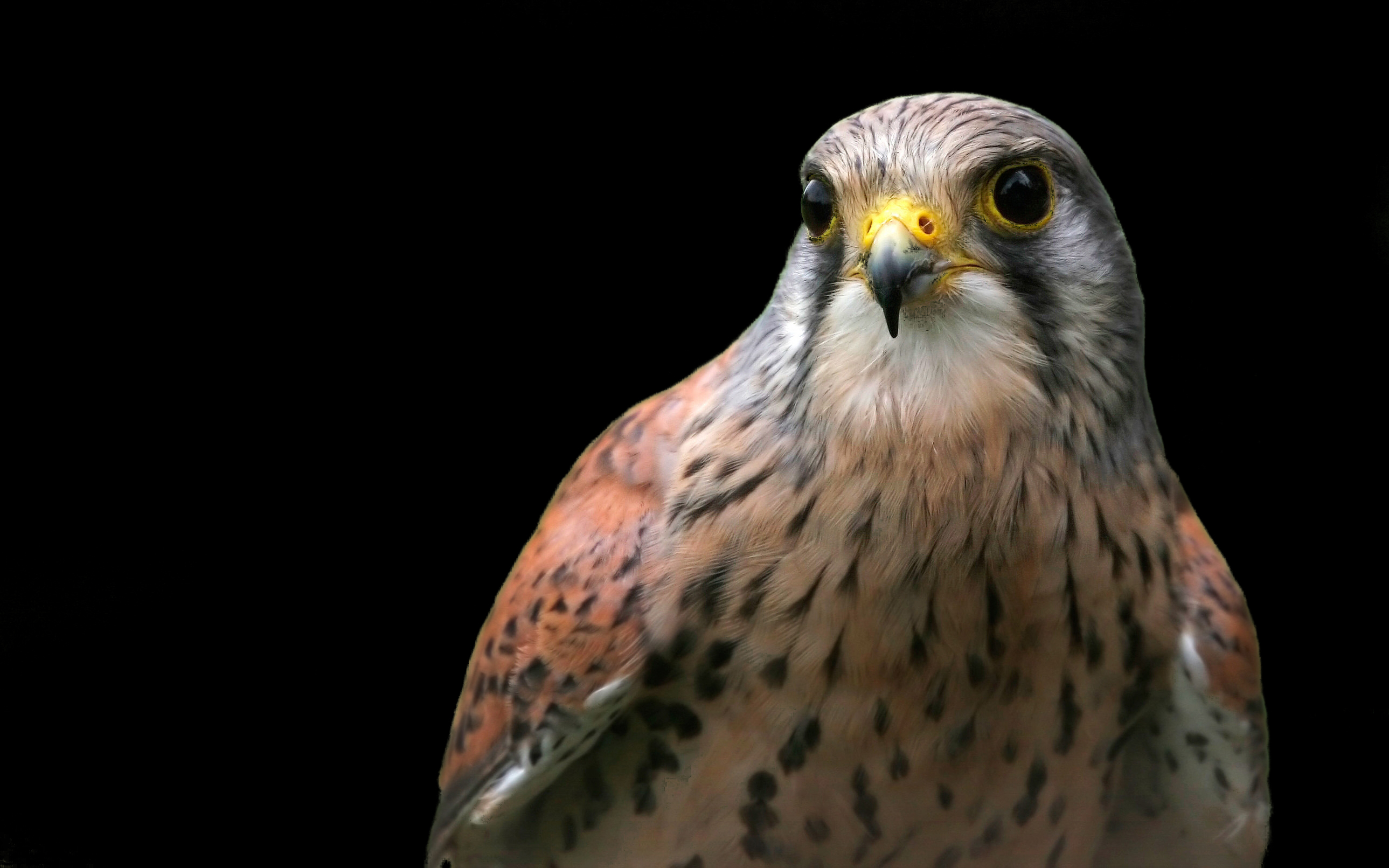 Laden Sie das Tiere, Vögel, Falke-Bild kostenlos auf Ihren PC-Desktop herunter