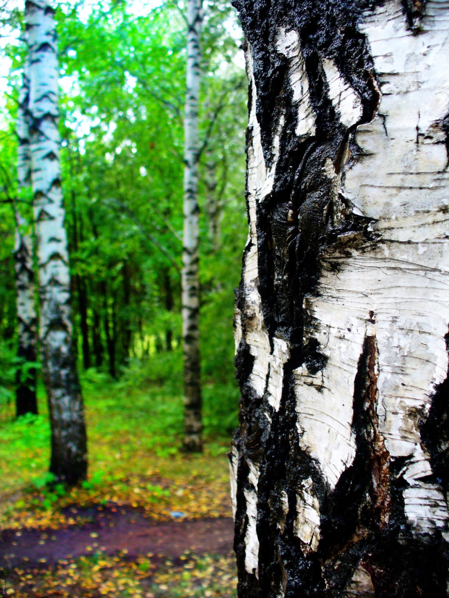 Free download wallpaper Landscape, Birches, Trees on your PC desktop