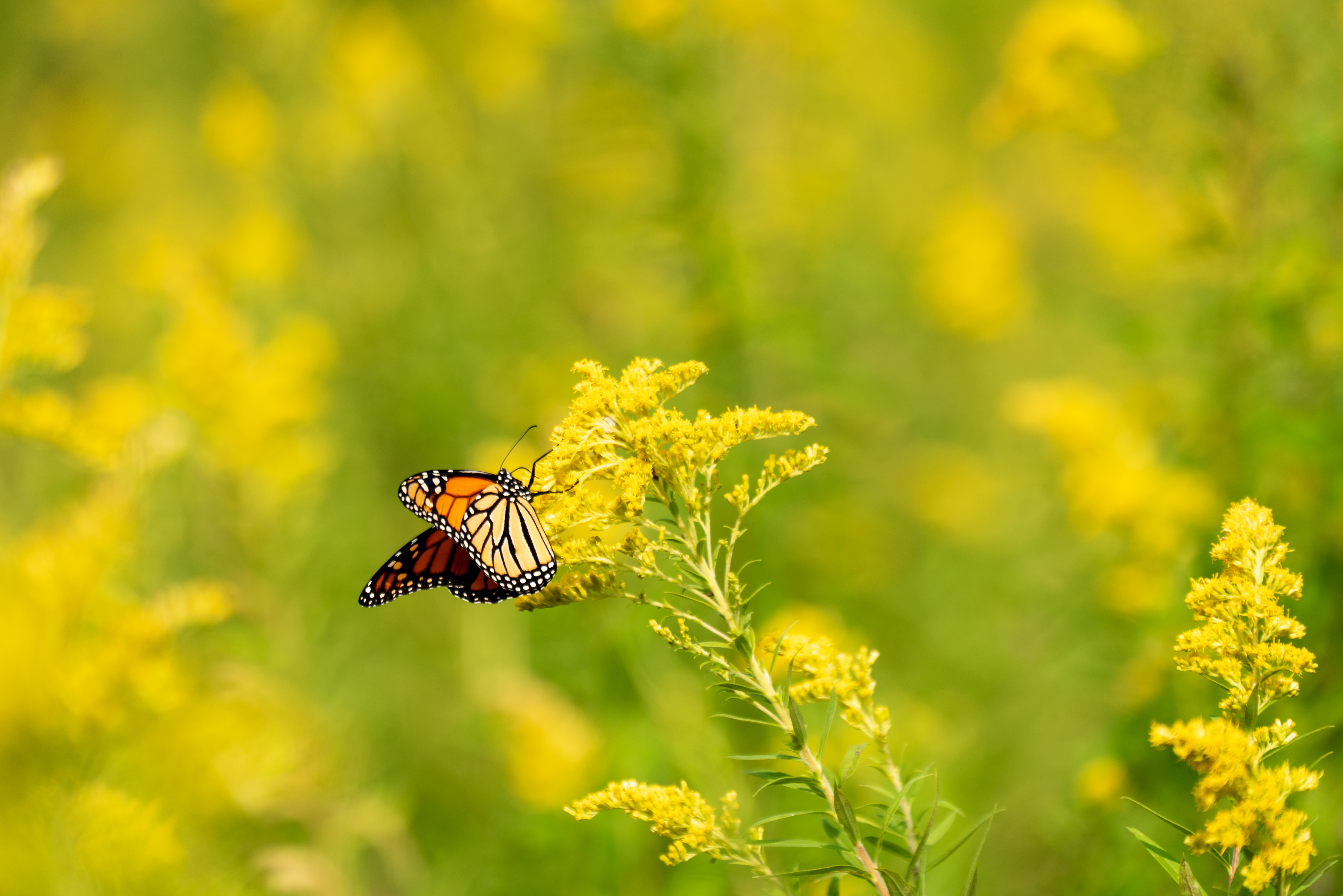 Download mobile wallpaper Animals, Flowers, Smooth, Pattern, Wings, Butterfly, Blur for free.