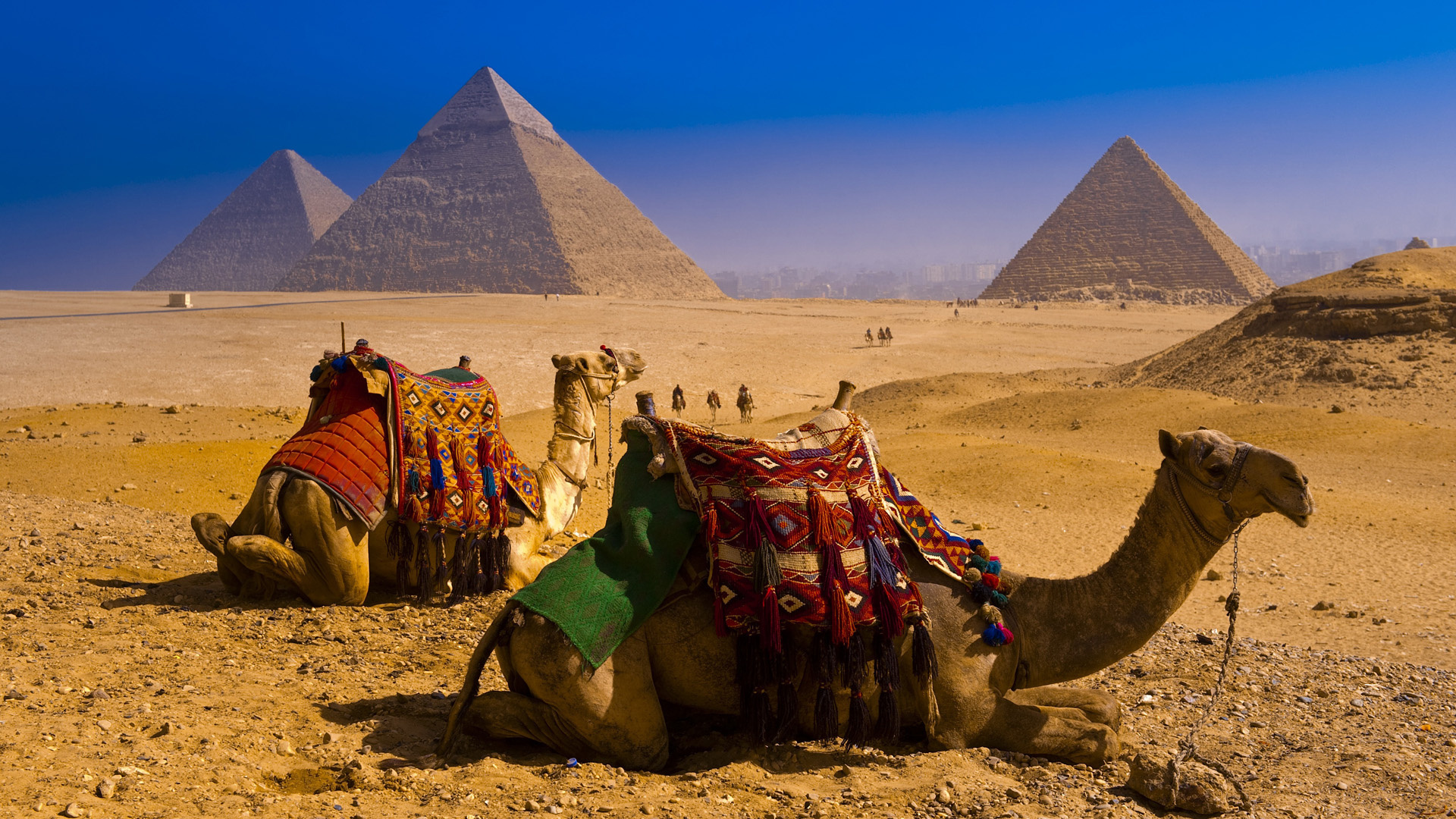 537926 Bild herunterladen tiere, kamel - Hintergrundbilder und Bildschirmschoner kostenlos