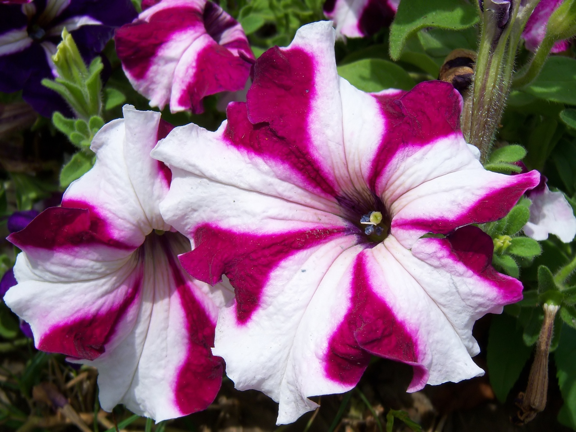 Download mobile wallpaper Flowers, Earth, Petunia for free.