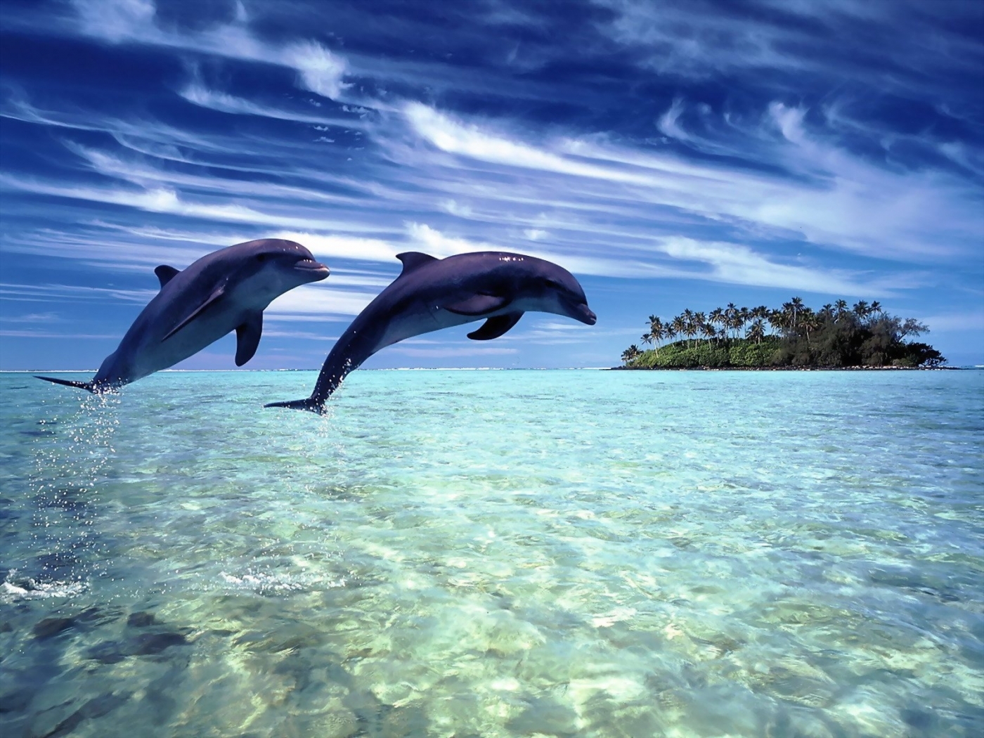 Скачать обои Дельфины на телефон бесплатно