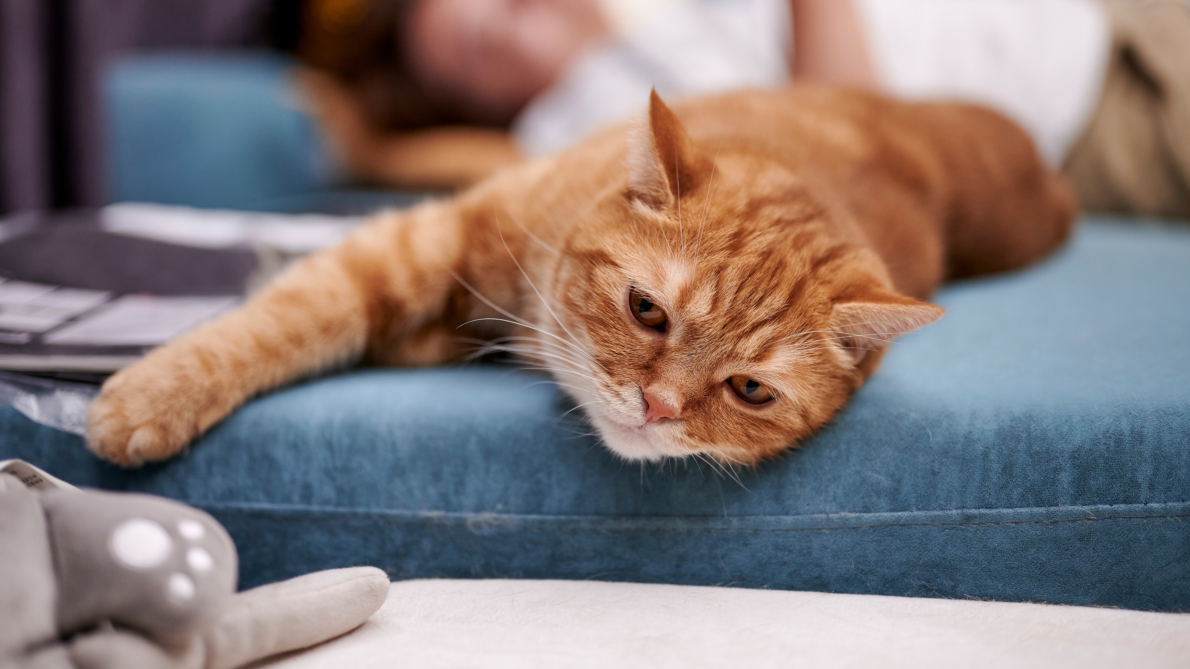 Téléchargez gratuitement l'image Chat, Chats, Animaux sur le bureau de votre PC