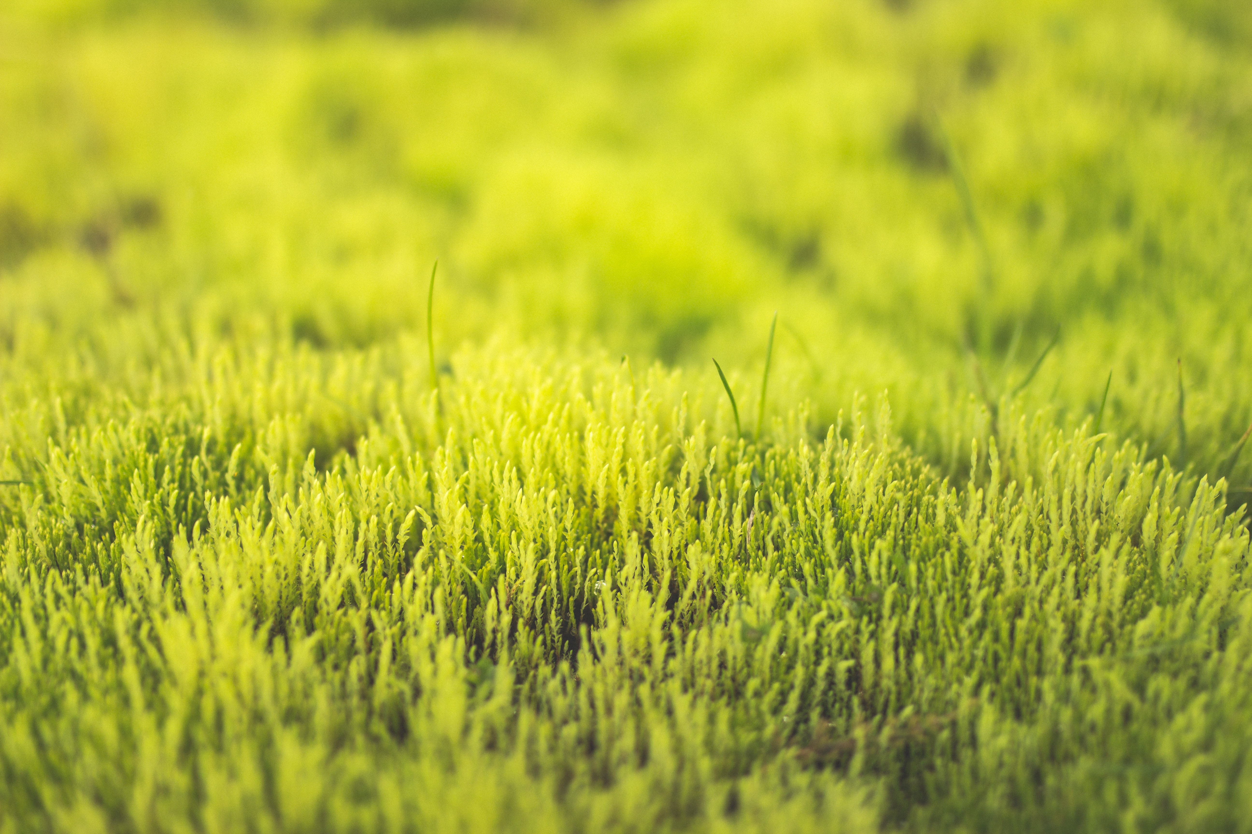 Free download wallpaper Nature, Grass, Macro, Blur, Earth on your PC desktop