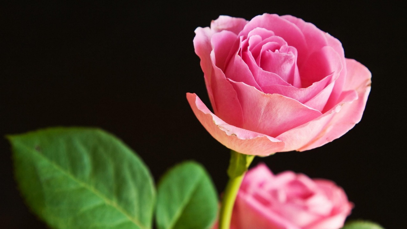 Laden Sie das Blumen, Blume, Rose, Erde/natur-Bild kostenlos auf Ihren PC-Desktop herunter