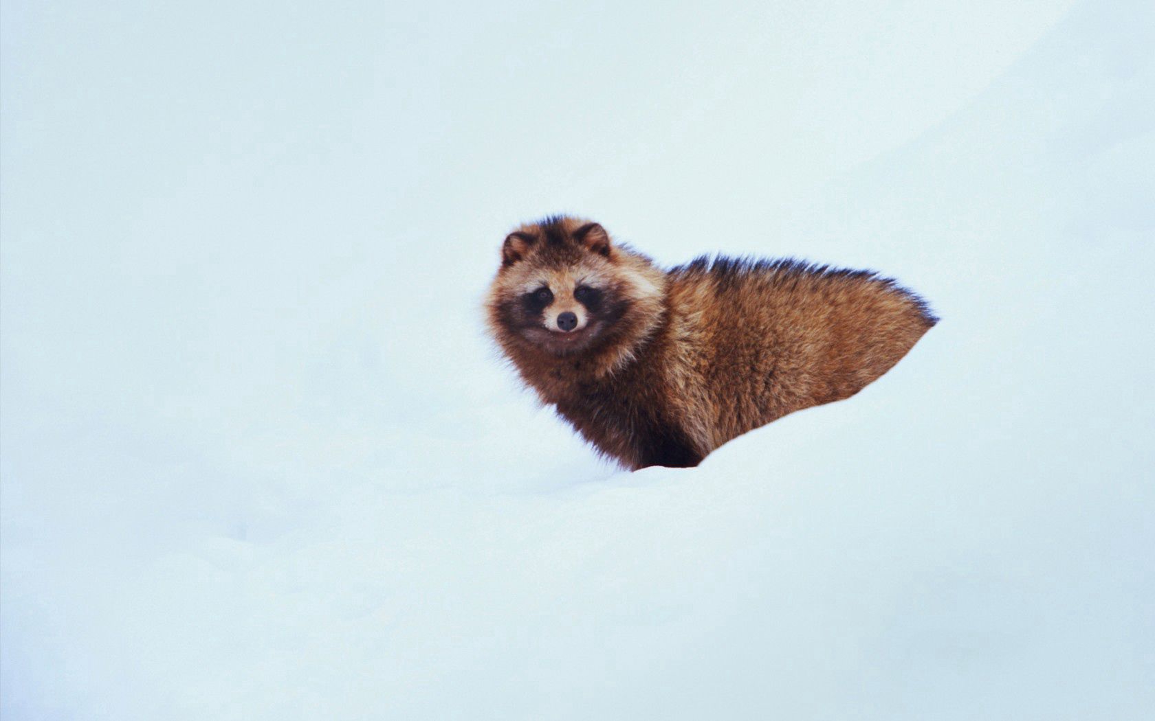 snow, dog, minimalism, raccoon dog