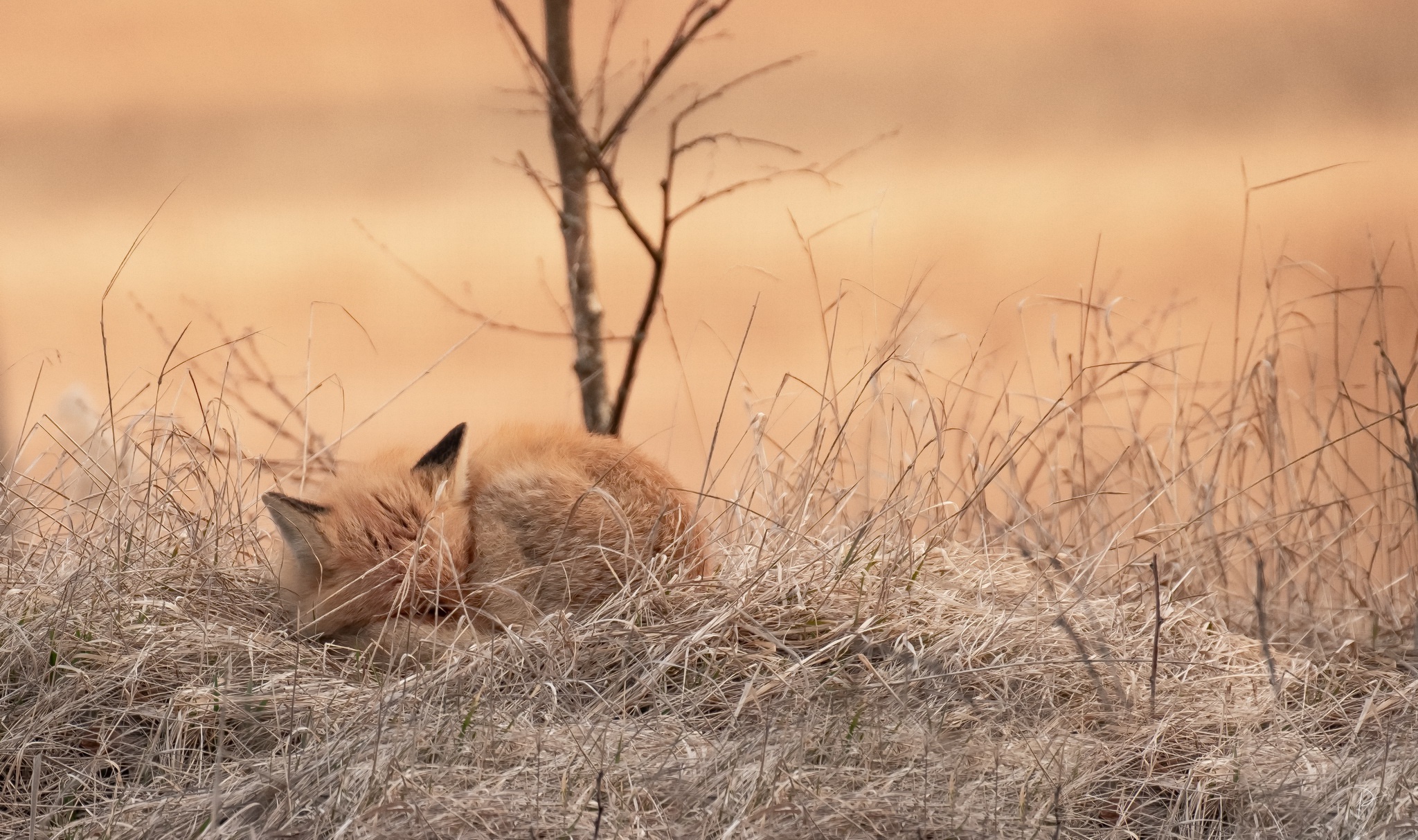 Download mobile wallpaper Nature, Fox, Animal, Sleeping for free.