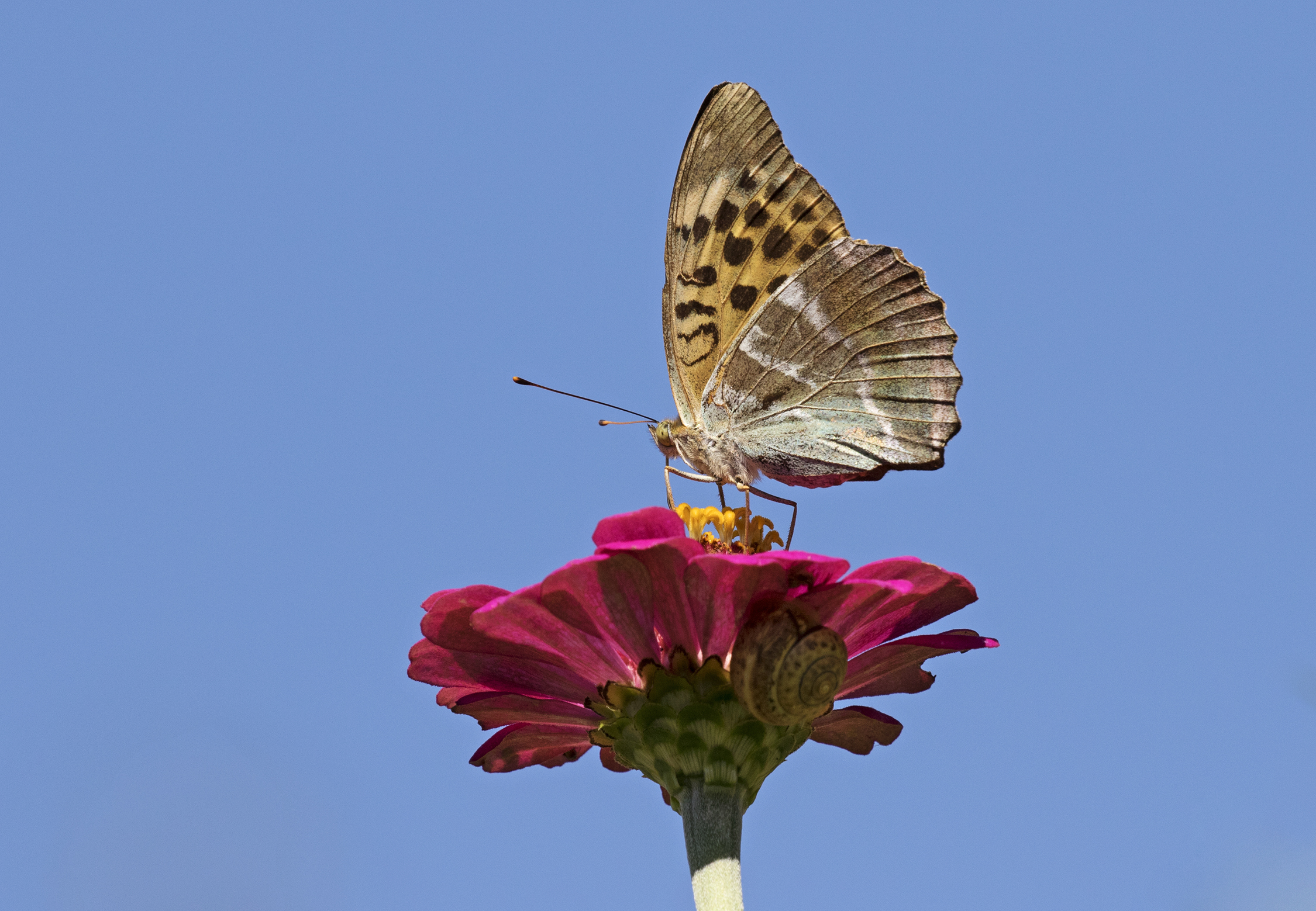 Laden Sie Silbergewaschener Fritillary HD-Desktop-Hintergründe herunter