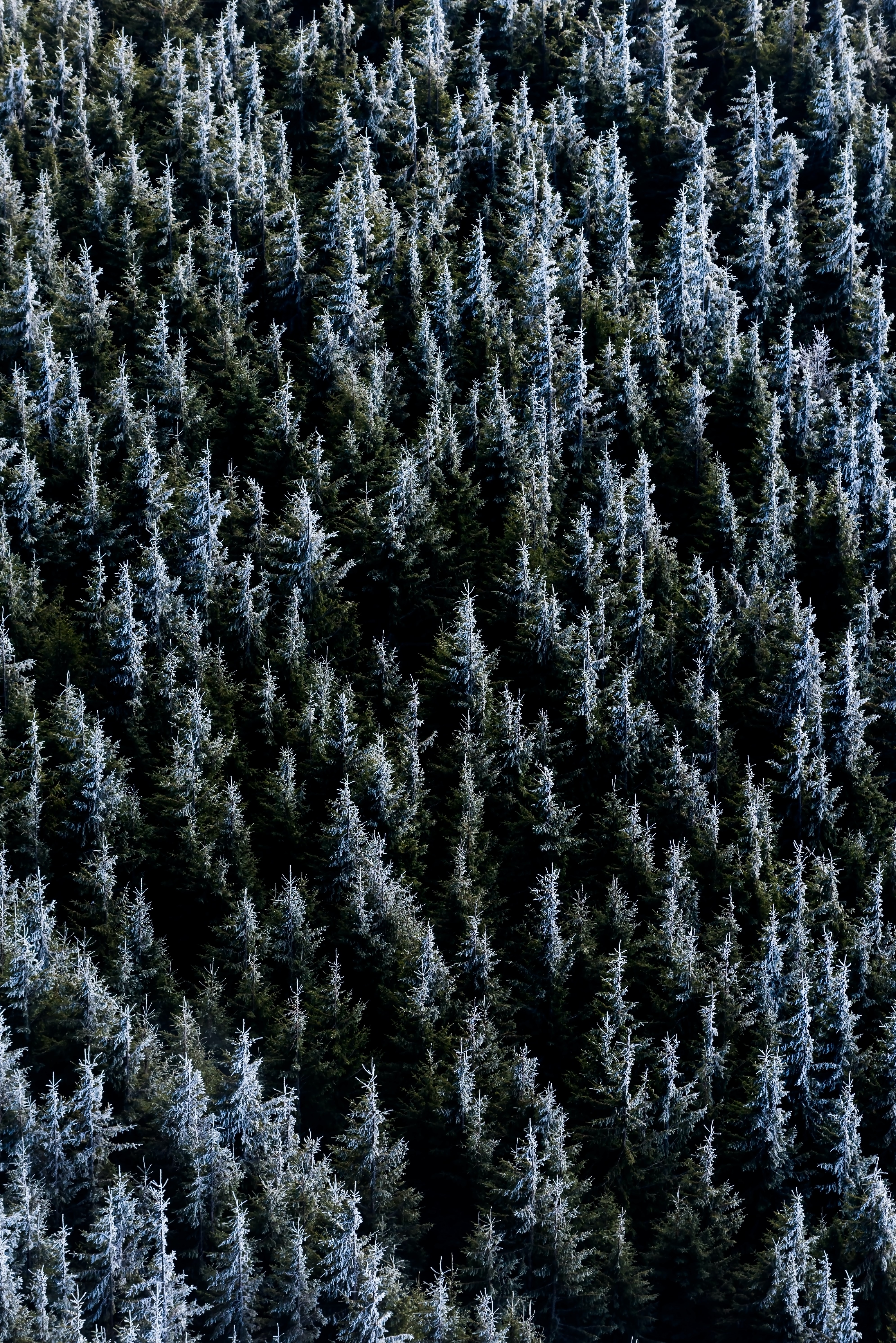 Download mobile wallpaper Spruce, Fir, Forest, Trees, Nature for free.