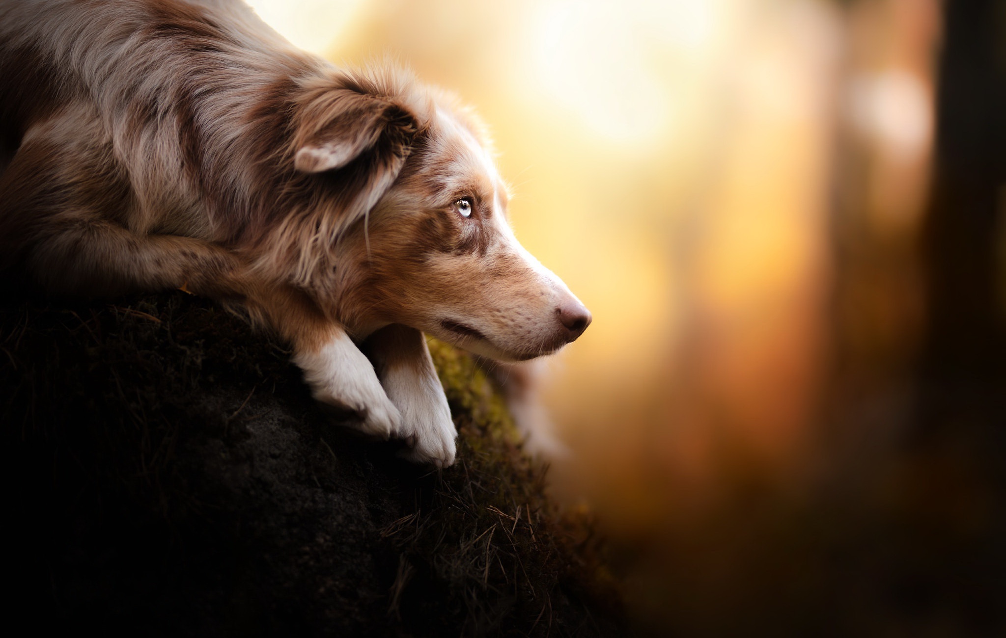 Download mobile wallpaper Dogs, Dog, Animal, Depth Of Field for free.