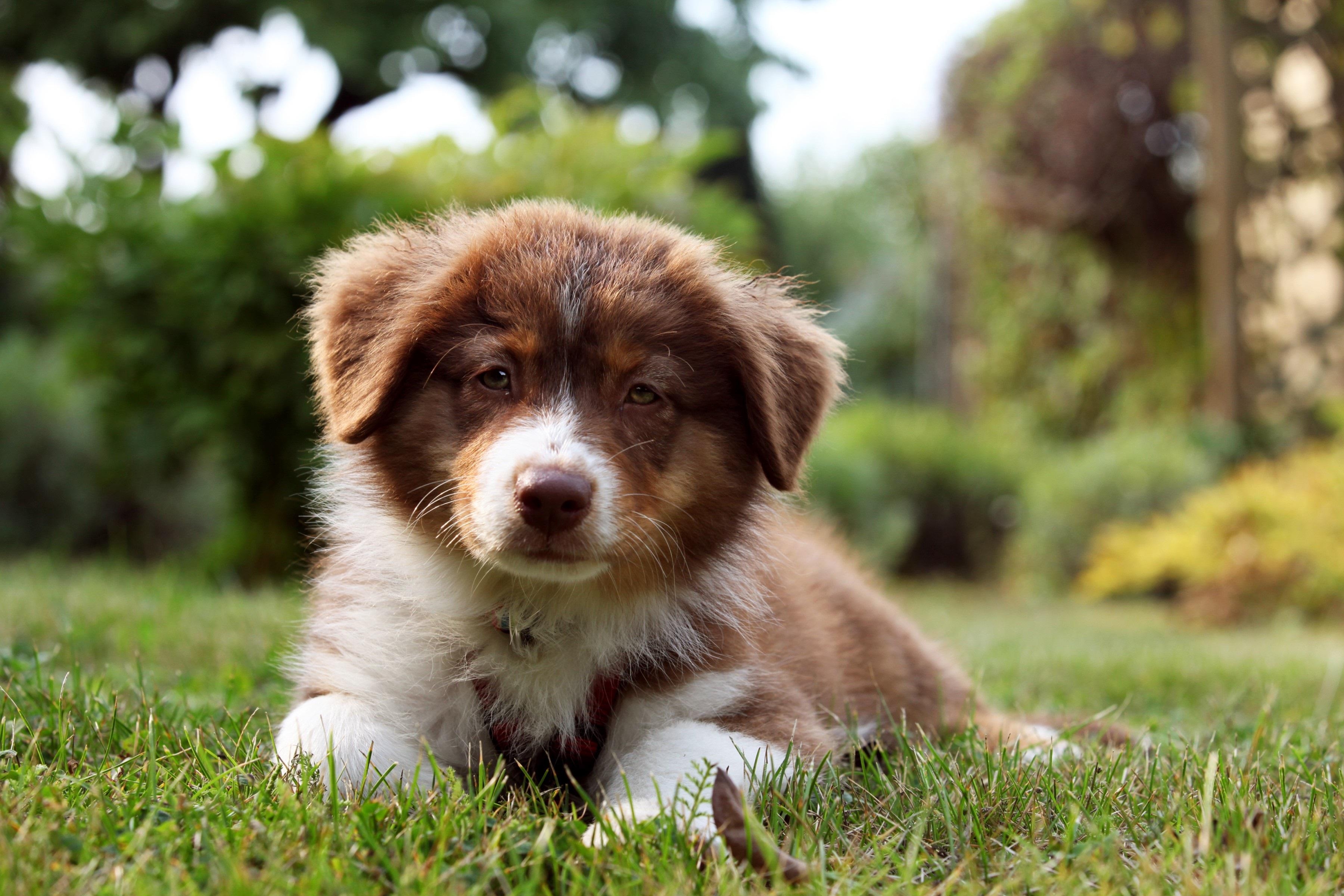 Download mobile wallpaper Dogs, Dog, Animal, Puppy, Bokeh, Australian Shepherd, Cute for free.