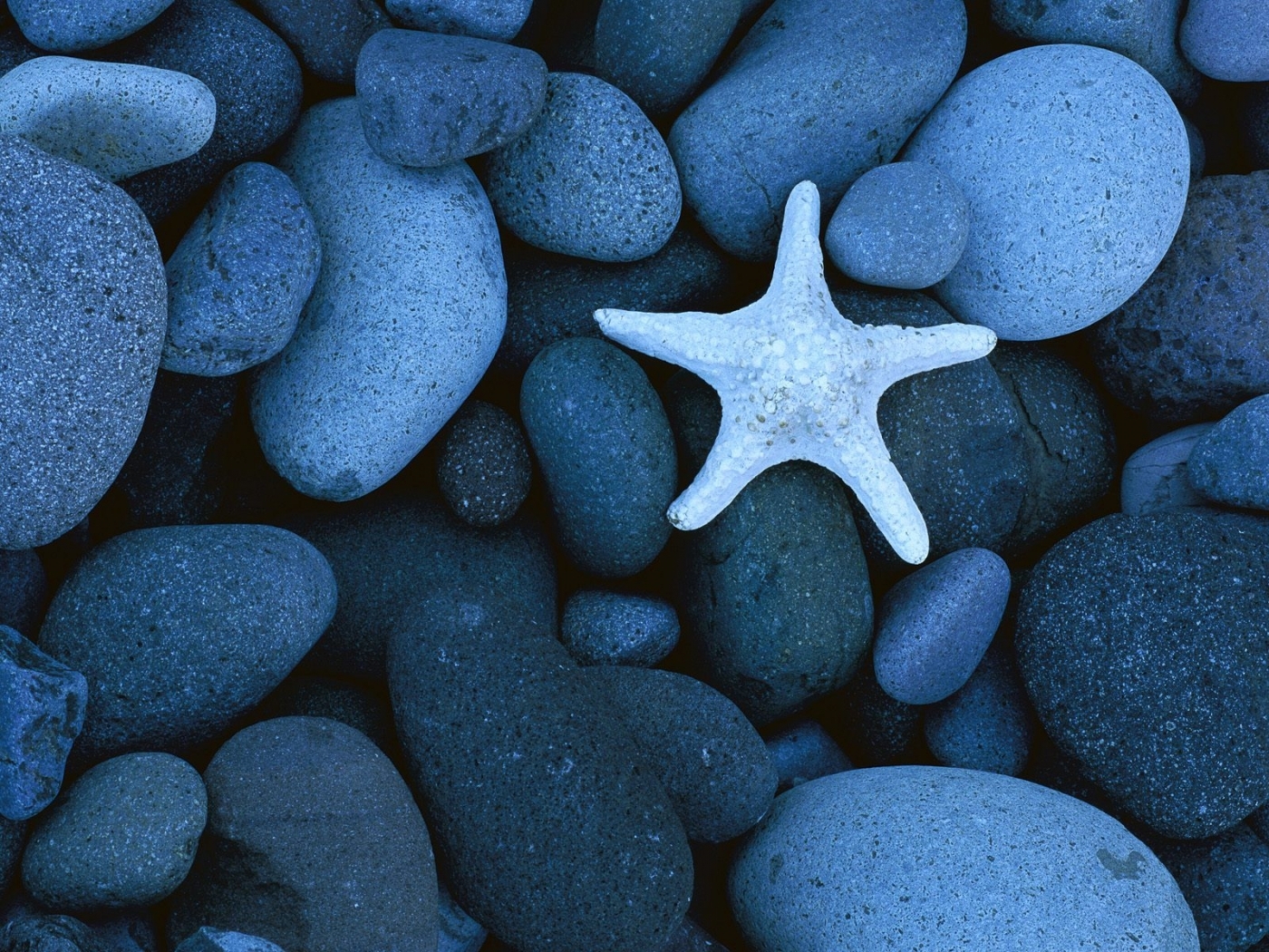 31676 скачать картинку морские звезды, камни, фон, синие - обои и заставки бесплатно
