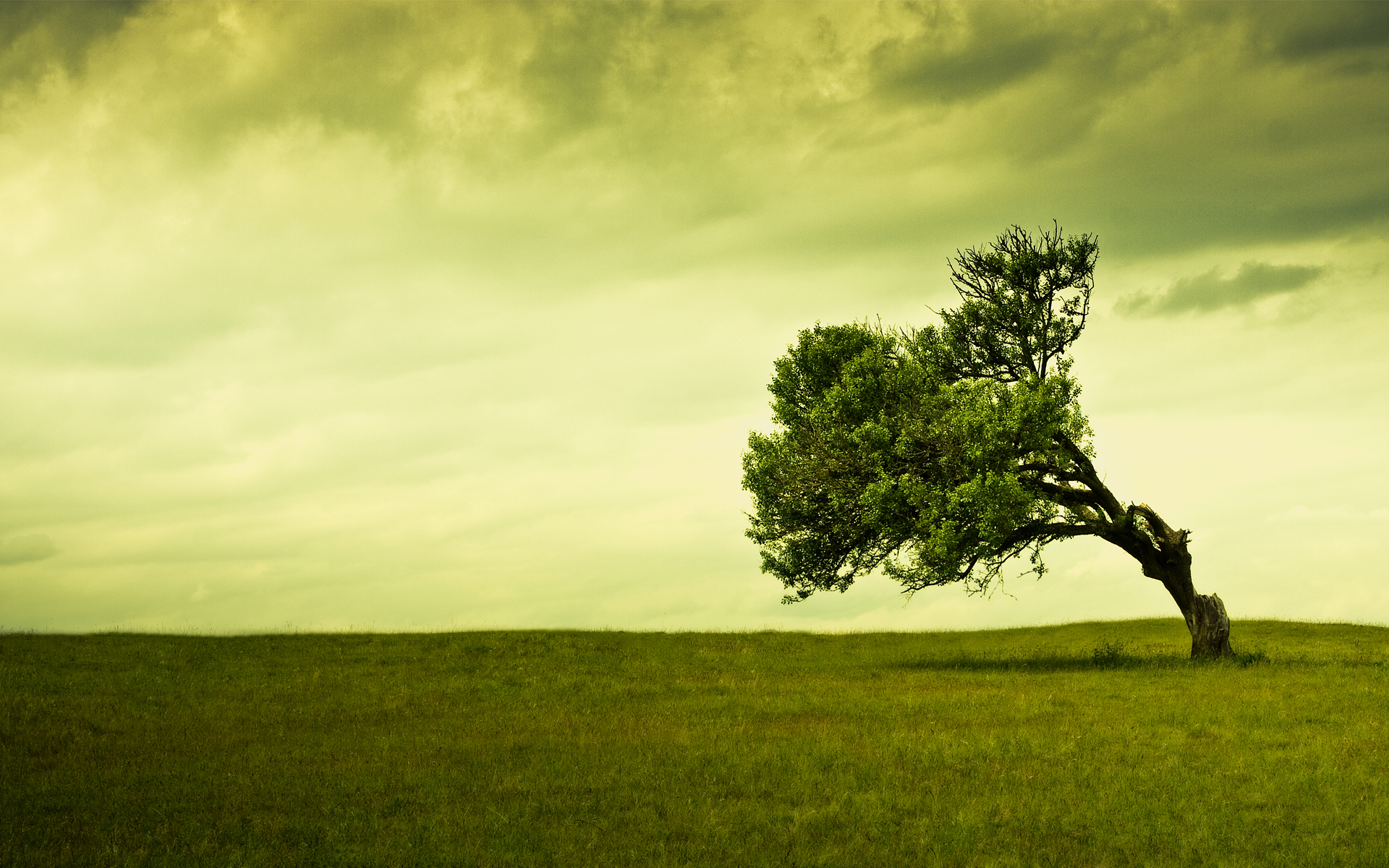 Download mobile wallpaper Trees, Field, Tree, Earth, Sky for free.