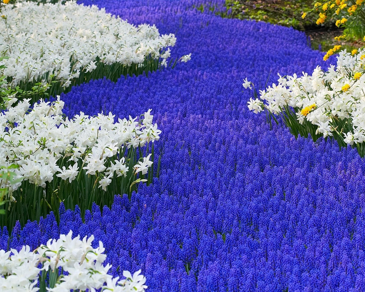 Baixe gratuitamente a imagem Narciso, Flor, Terra/natureza na área de trabalho do seu PC
