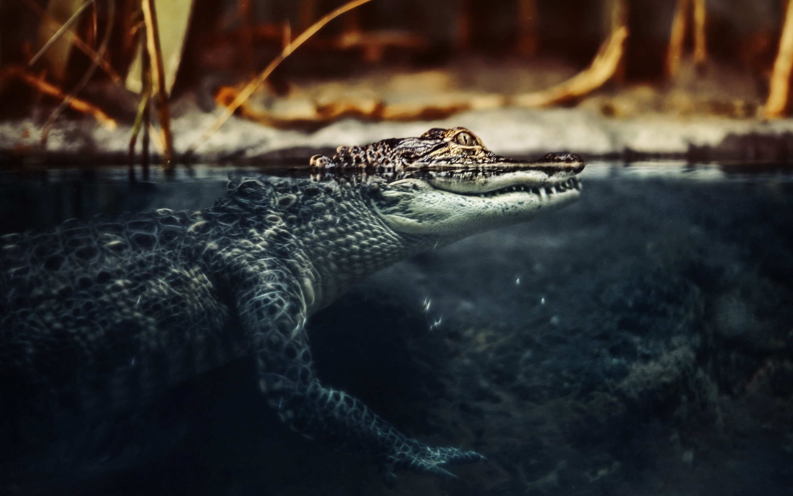 Download mobile wallpaper Crocodile, Reptiles, Animal for free.