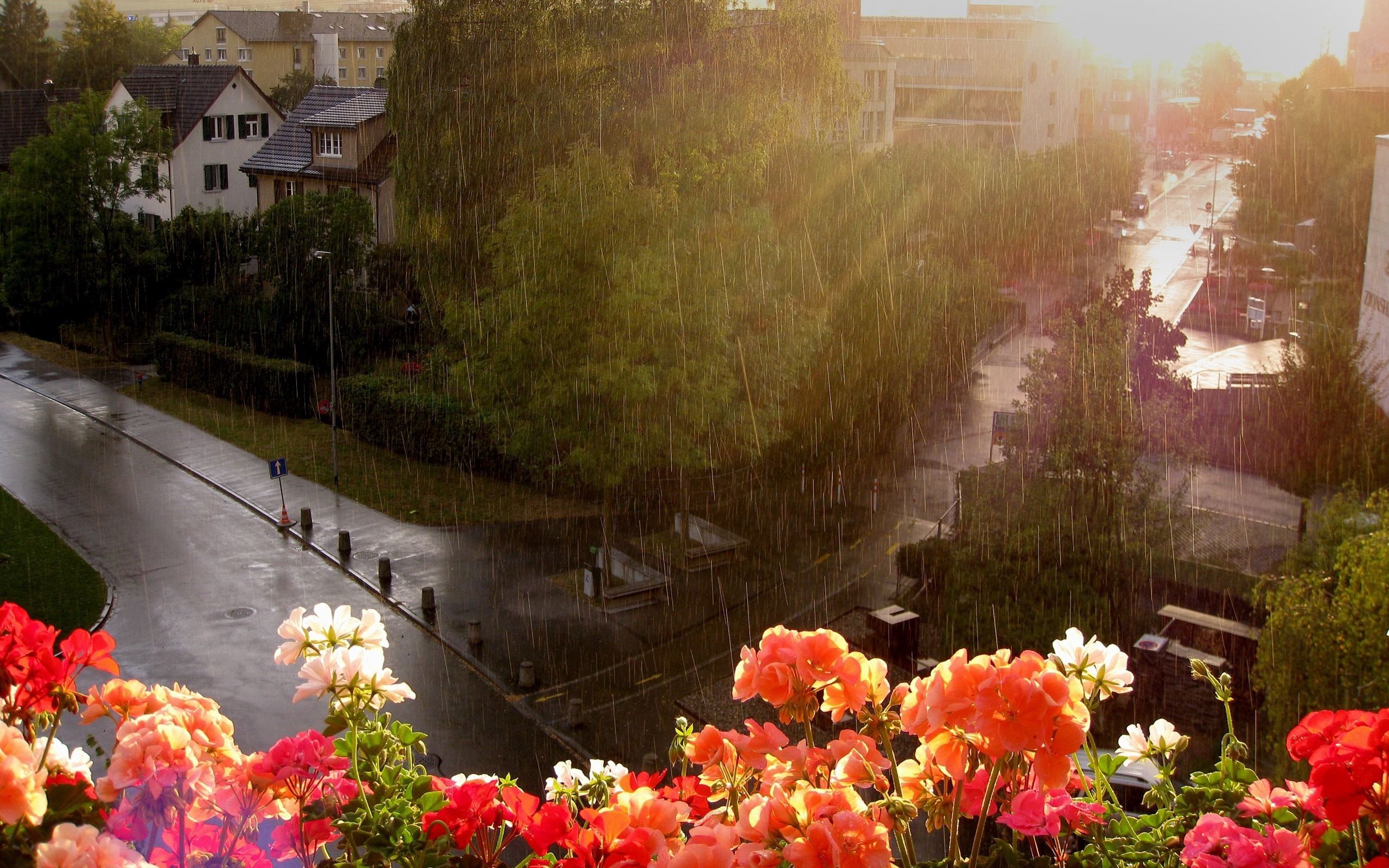 nature, street, flowers, rain, wet, height, balcony, shower, downpour